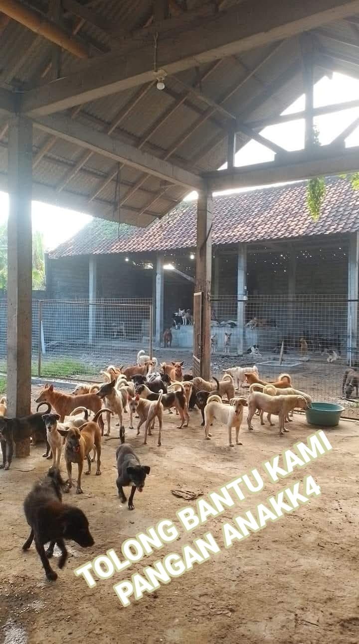 Help Heidi Save 150 Bali Dogs — No Birthday Gifts, Just Hope campaign photo, 4 of 8