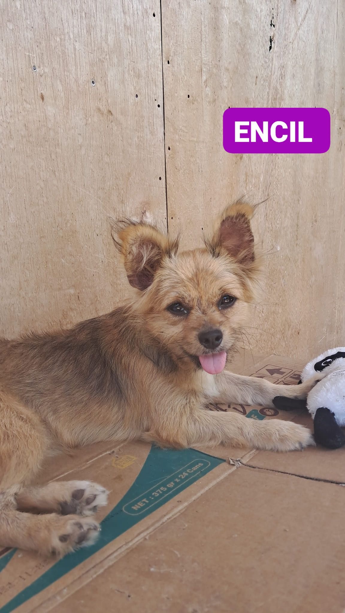 Help Heidi Save 150 Bali Dogs — No Birthday Gifts, Just Hope campaign photo, 5 of 8