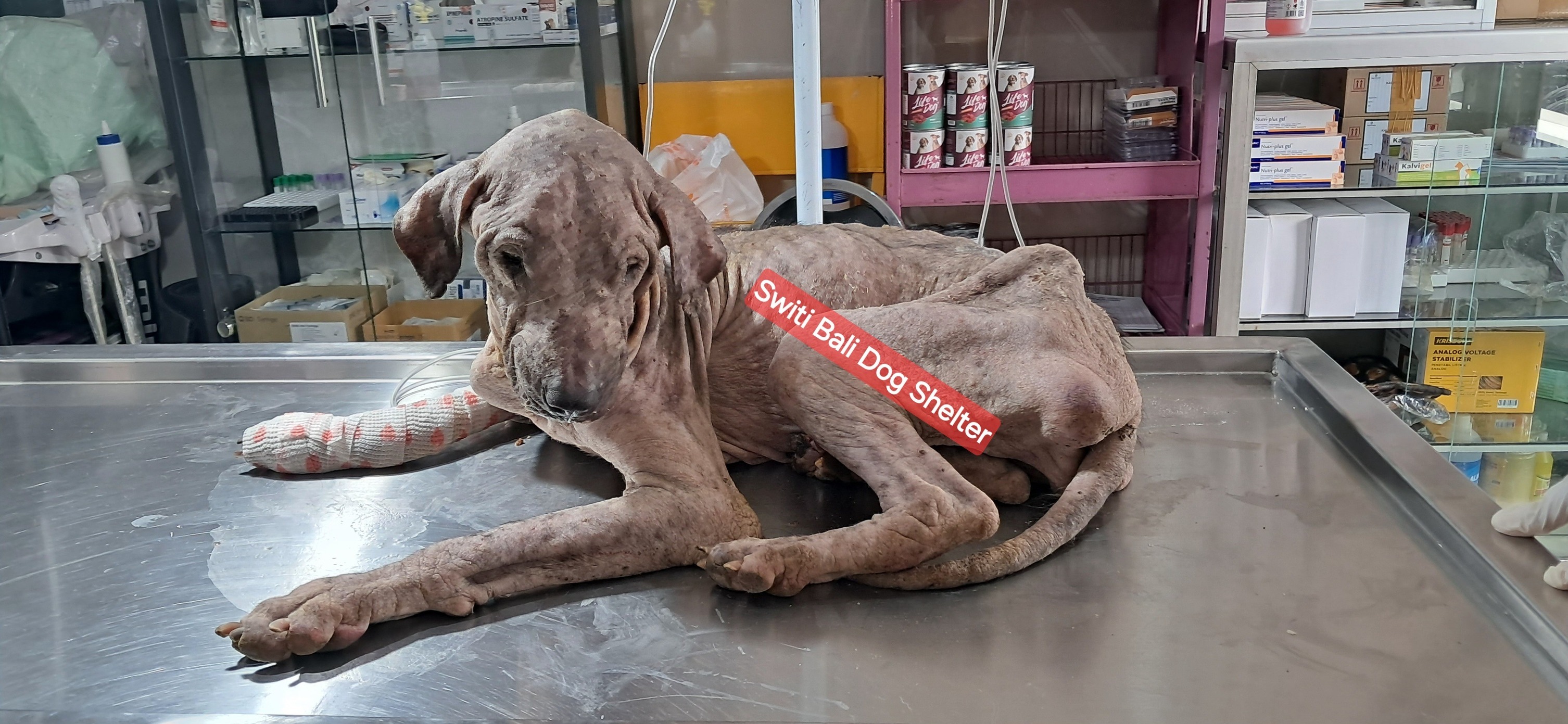 Help Heidi Save 150 Bali Dogs — No Birthday Gifts, Just Hope campaign photo, 6 of 8