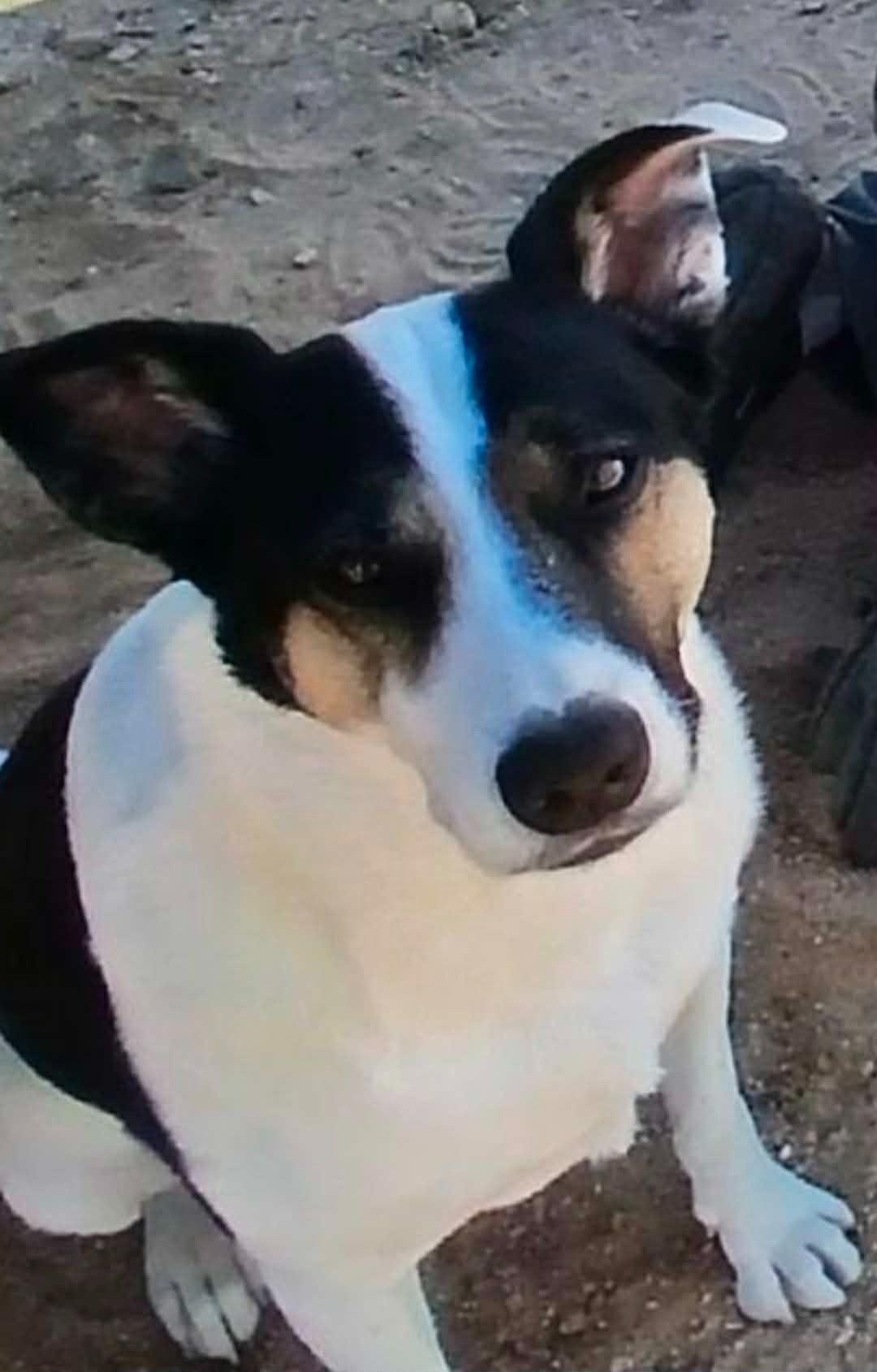 URGENT!!  Steve Sullivan's Paralyzed Pup needs help $$!! campaign photo, 7 of 8