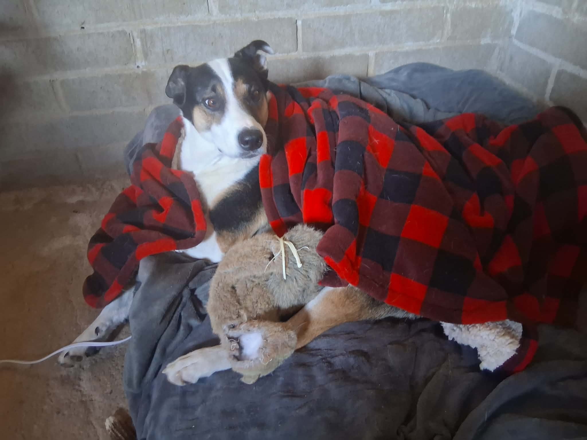URGENT!!  Steve Sullivan's Paralyzed Pup needs help $$!! campaign photo, 4 of 8