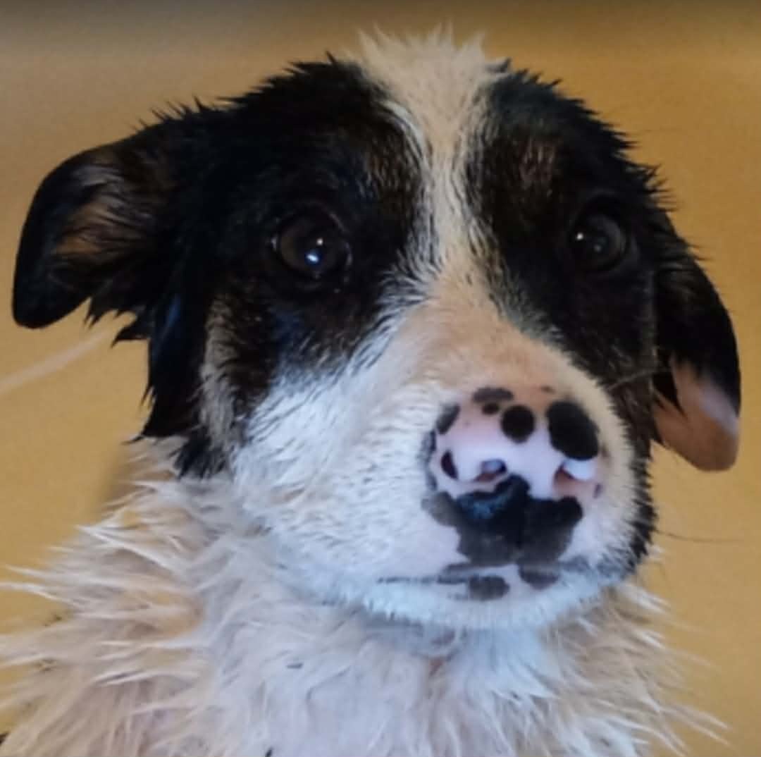 URGENT!!  Steve Sullivan's Paralyzed Pup needs help $$!! campaign photo, 2 of 8