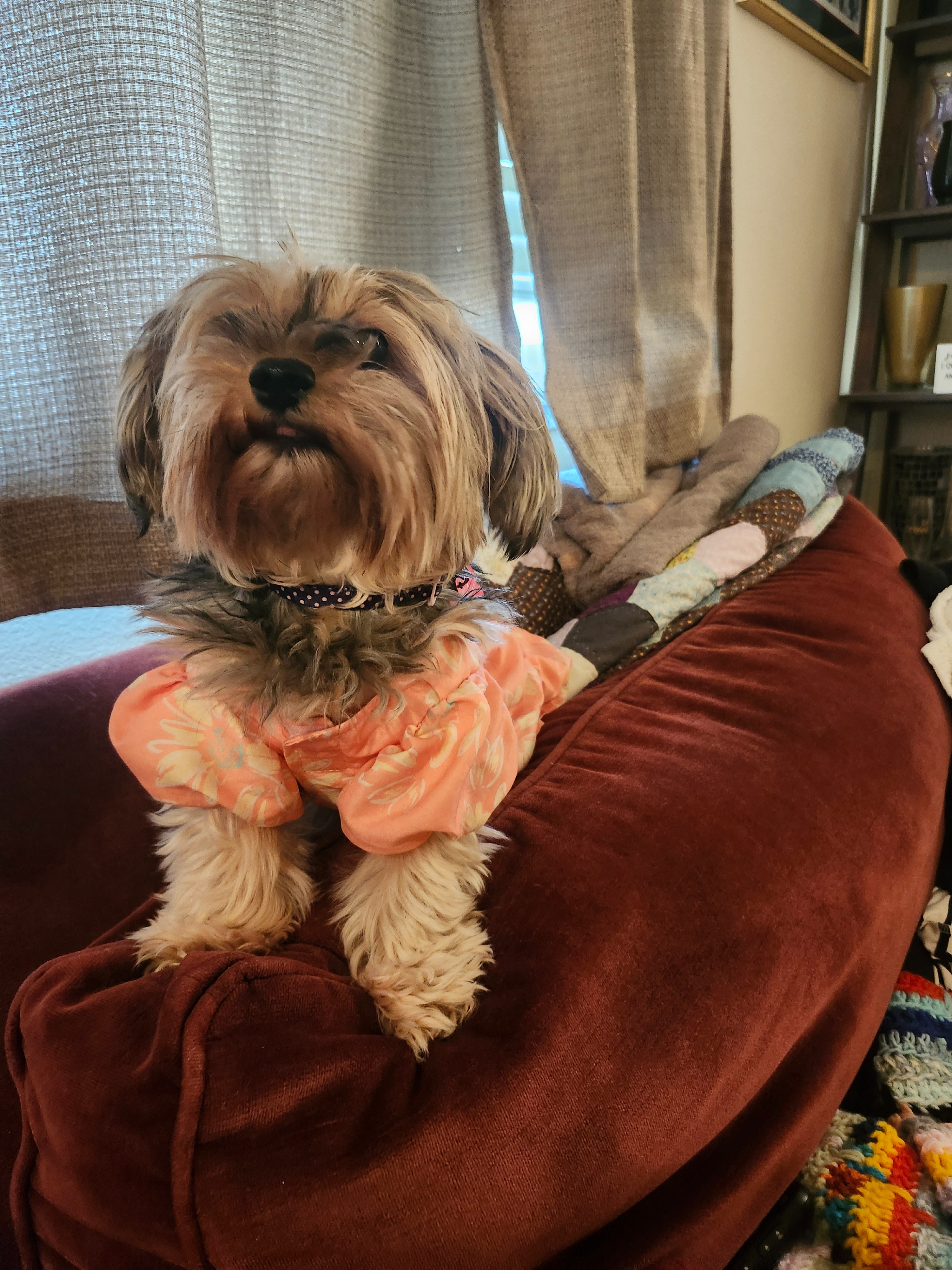 Aid Betty's Emergency Vet Care Costs campaign photo, 2 of 5