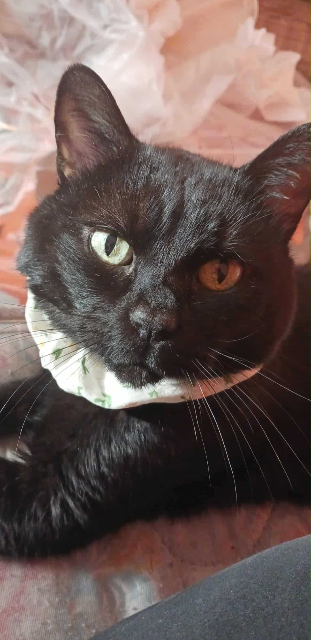 Help Midnight Get Urgent Vet Care campaign photo, 2 of 5