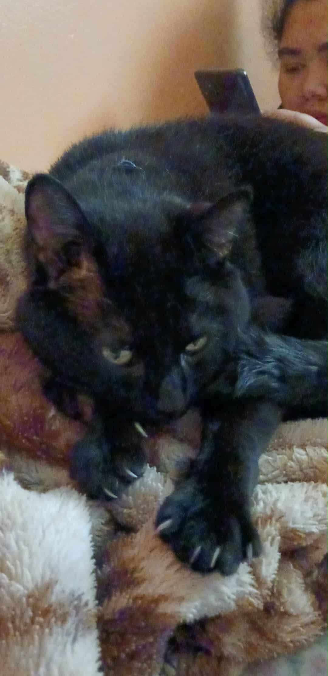 Help Midnight Get Urgent Vet Care campaign photo, 4 of 5