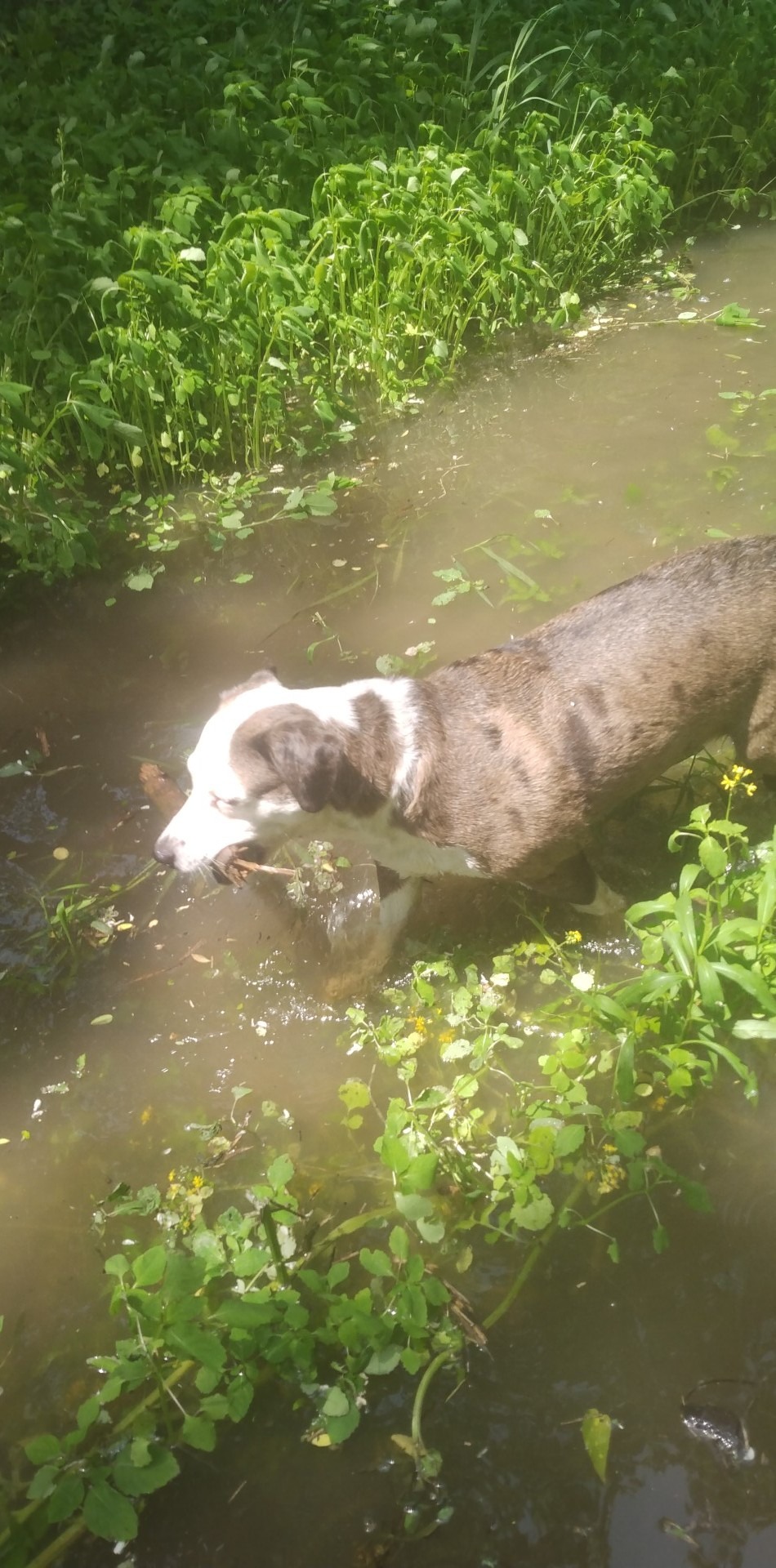 Urgent: Help Save Willow's Life campaign photo, 2 of 8