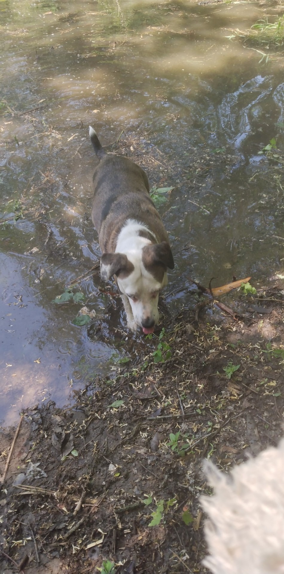 Urgent: Help Save Willow's Life campaign photo, 4 of 8