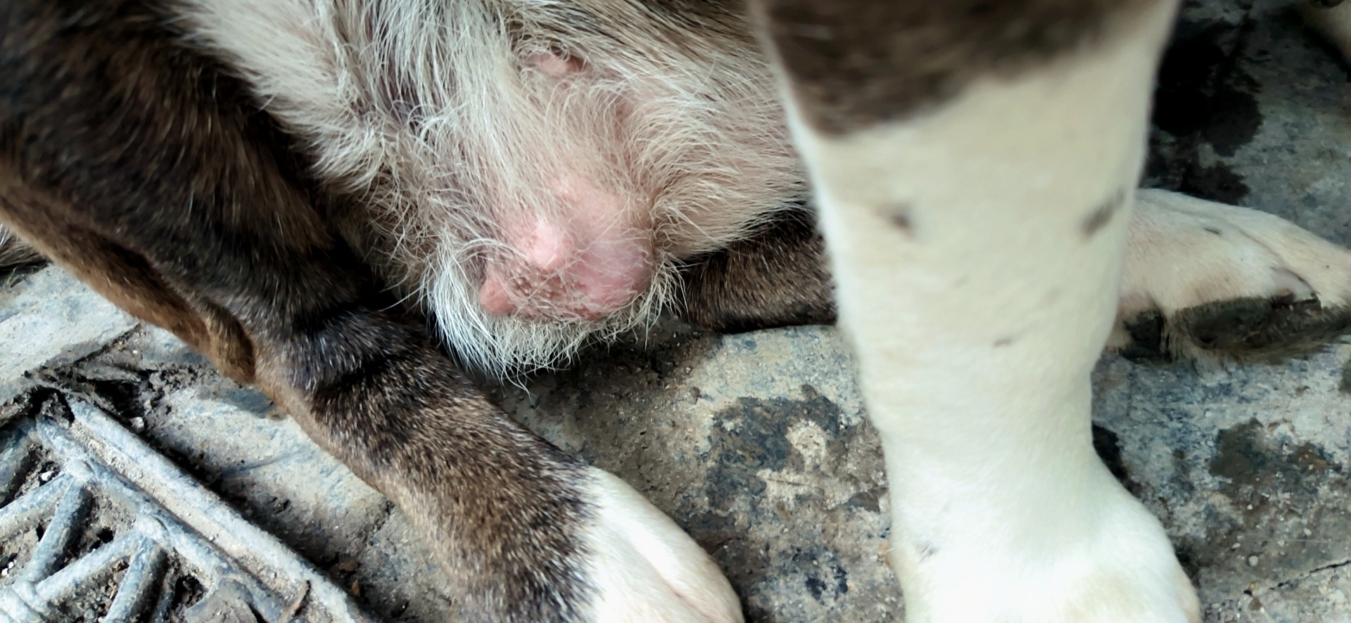 Urgent: Help Save Willow's Life campaign photo, 6 of 8