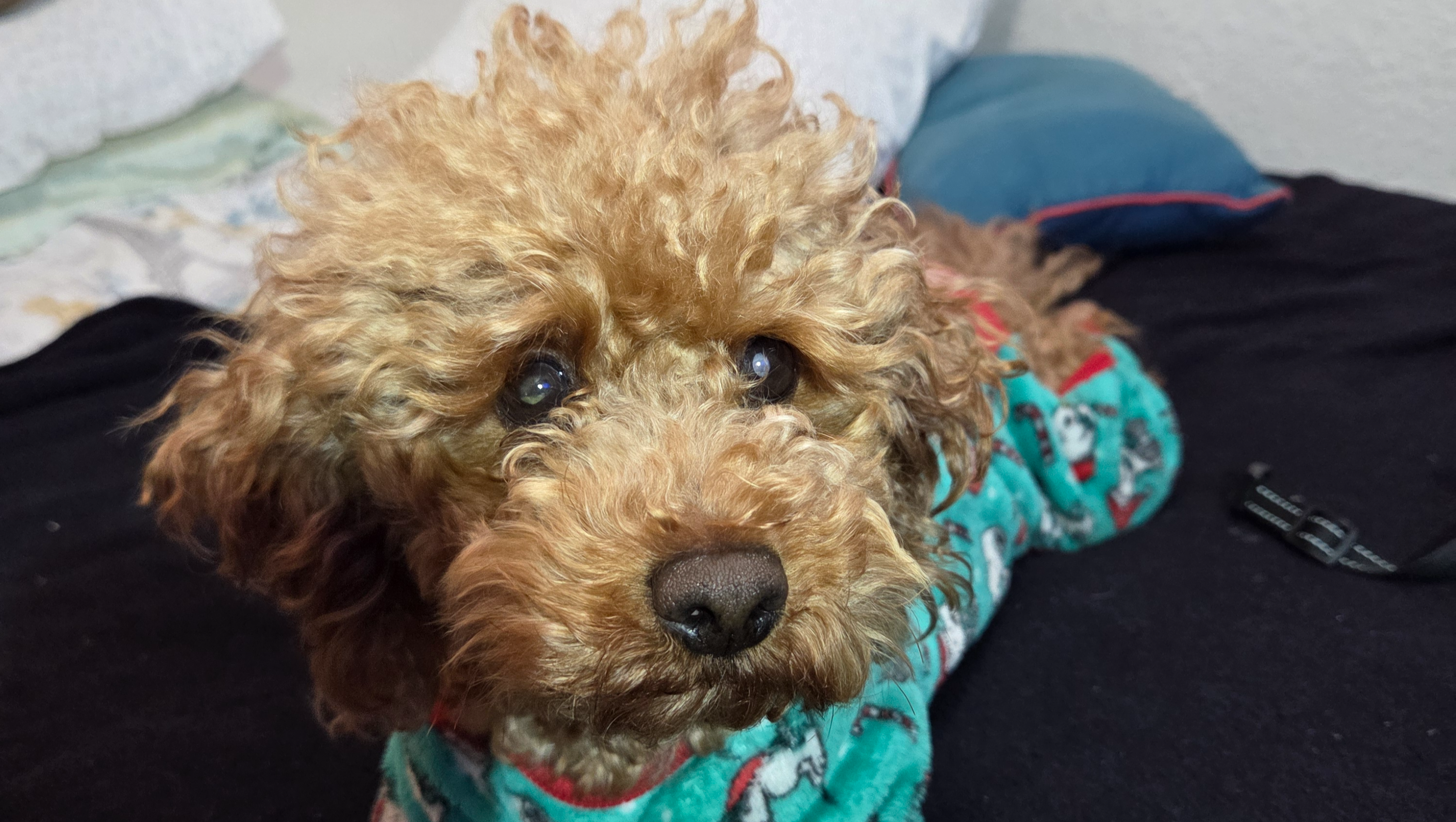 Fundraiser by Jorge Enciso : Support Chico seen his toys again