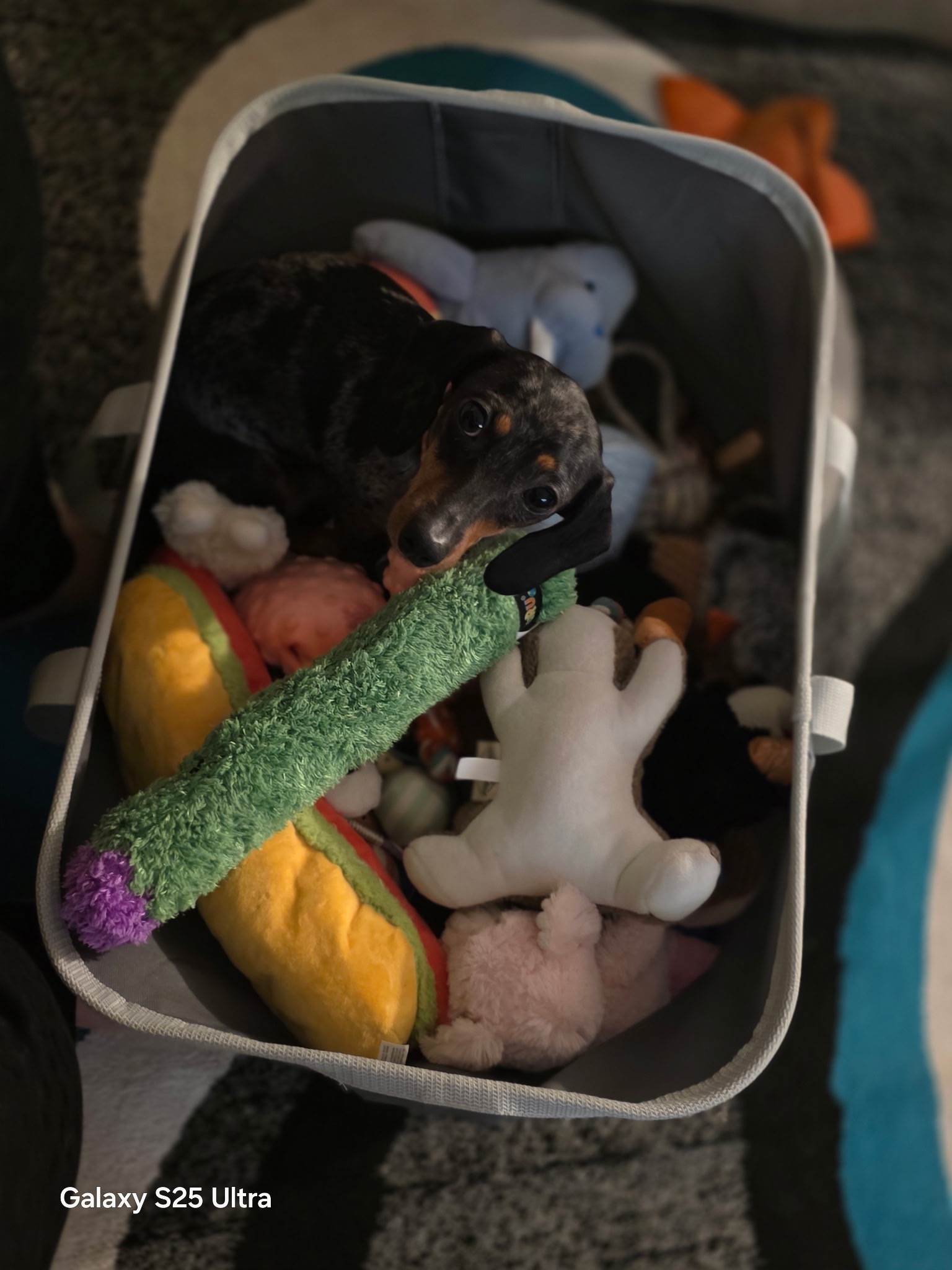 Help Monkey Get Back to Play campaign photo, 5 of 6