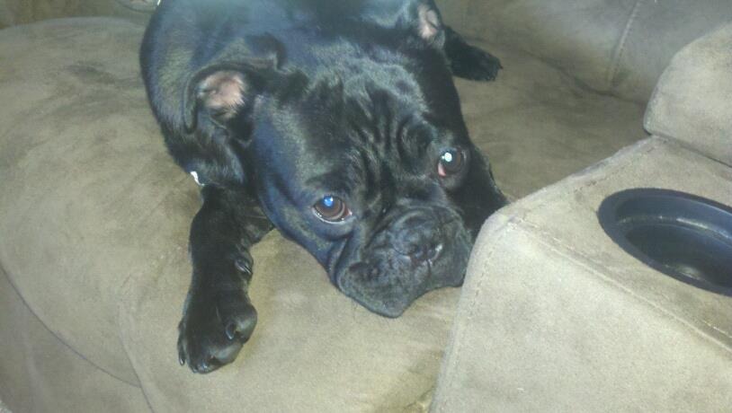 Help Bella Get Urgent Vet Care photo