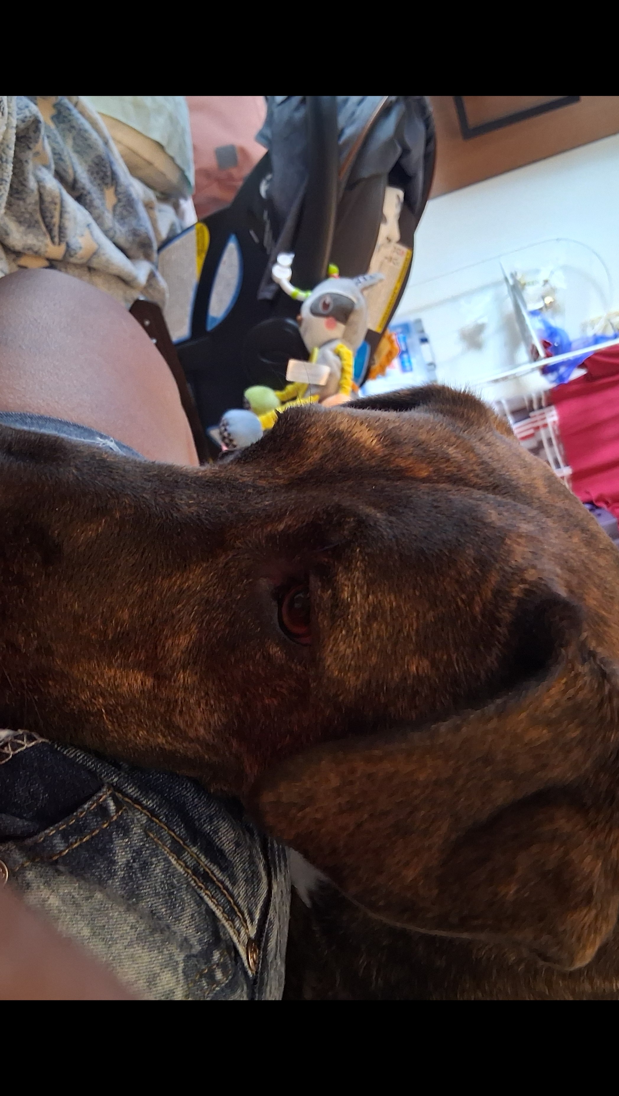 Help Isla Get the Care She Needs photo