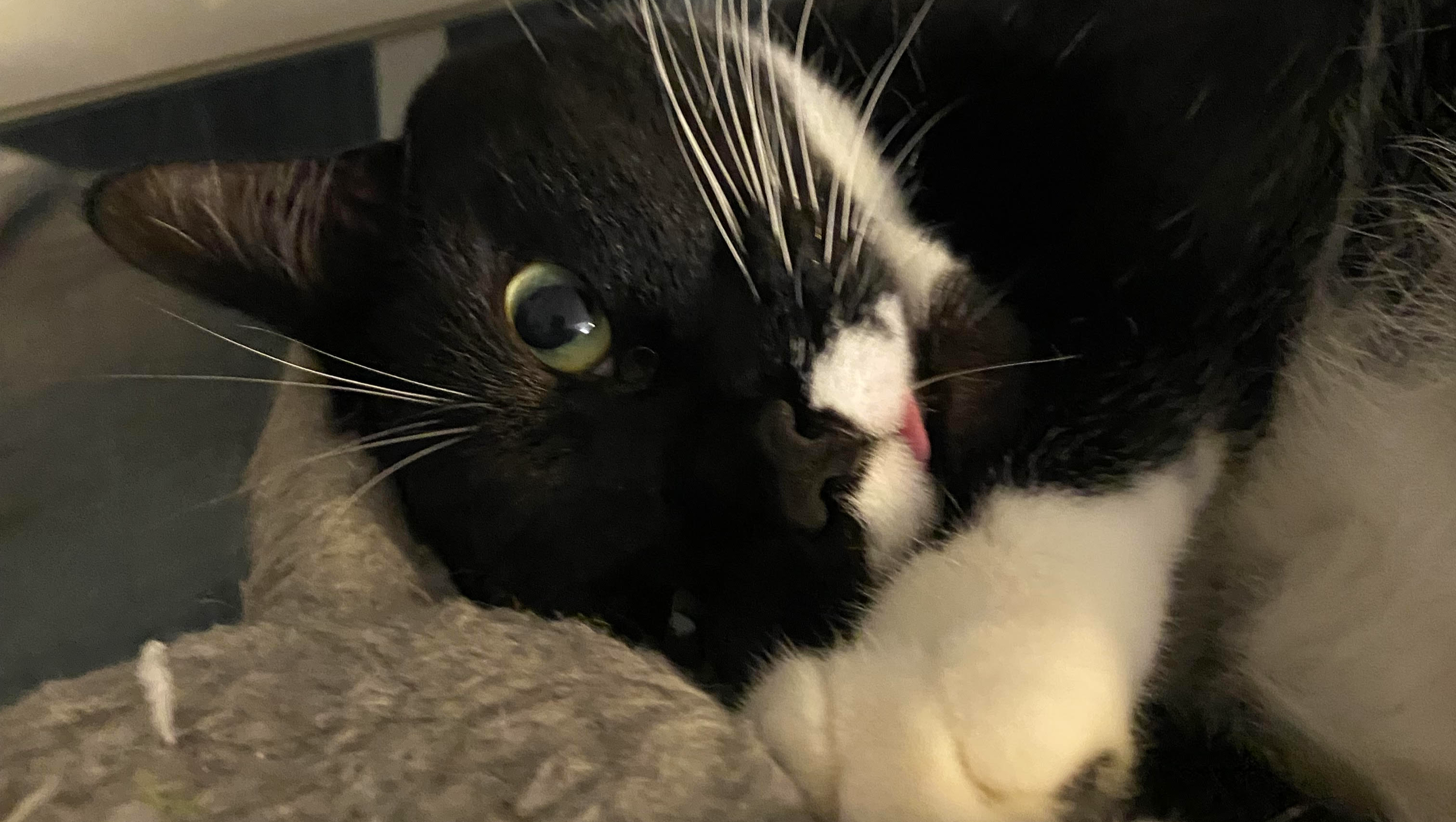 Help Blueberry Get Life-Saving Surgery photo
