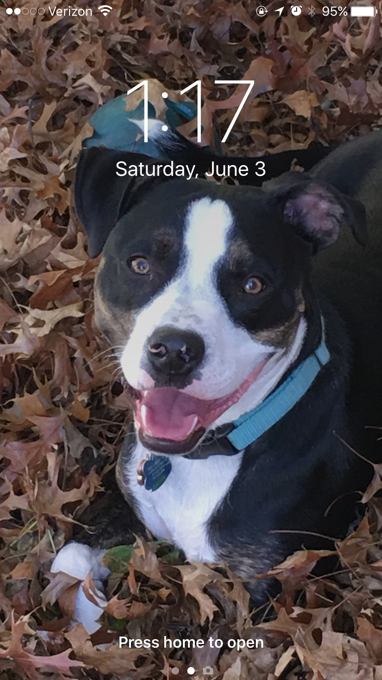 Veteran's Dogs Need Your Help for Treatment campaign photo, 2 of 4