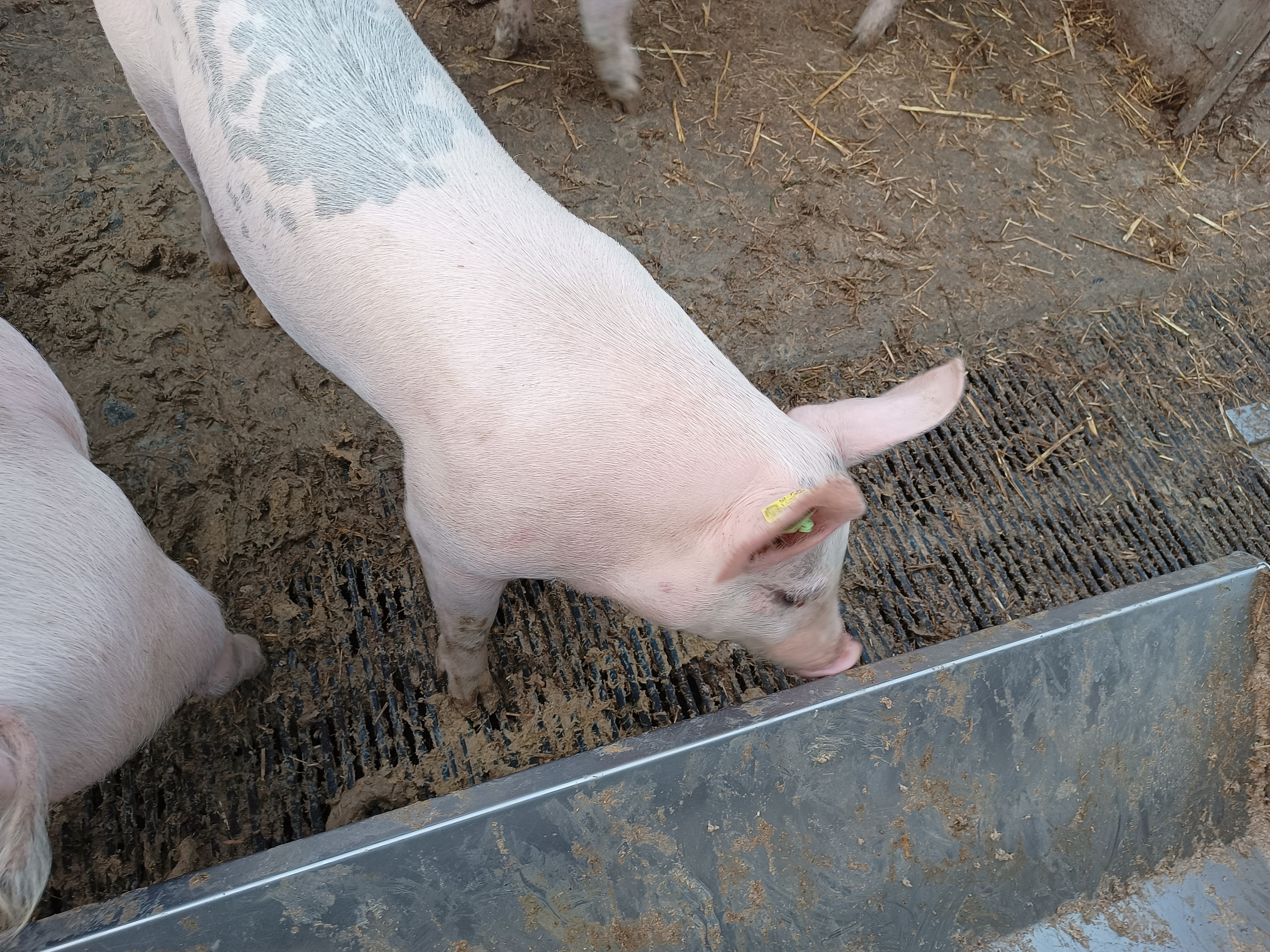 Natürliches Leben für Quini; gerettetes, junges Mastschwein campaign photo, 7 of 8