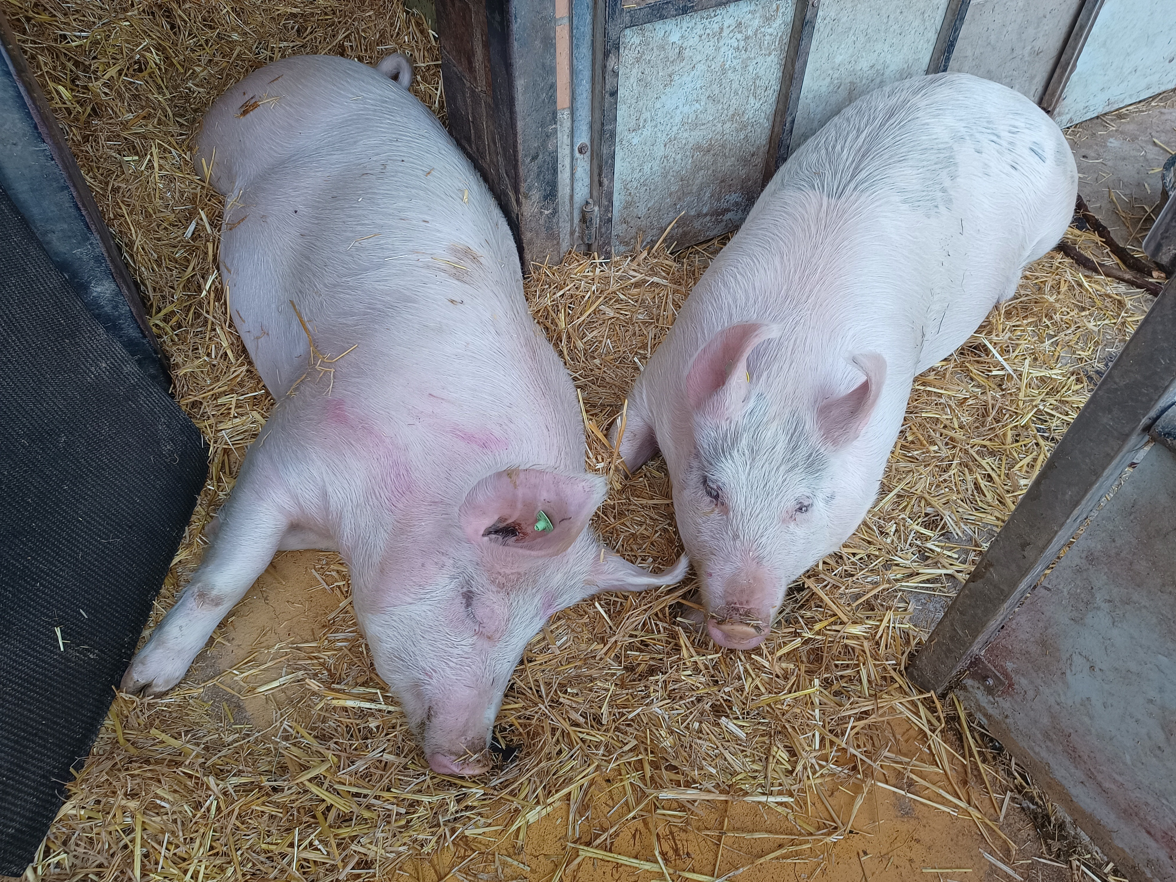 Natürliches Leben für Quini; gerettetes, junges Mastschwein campaign photo, 2 of 8
