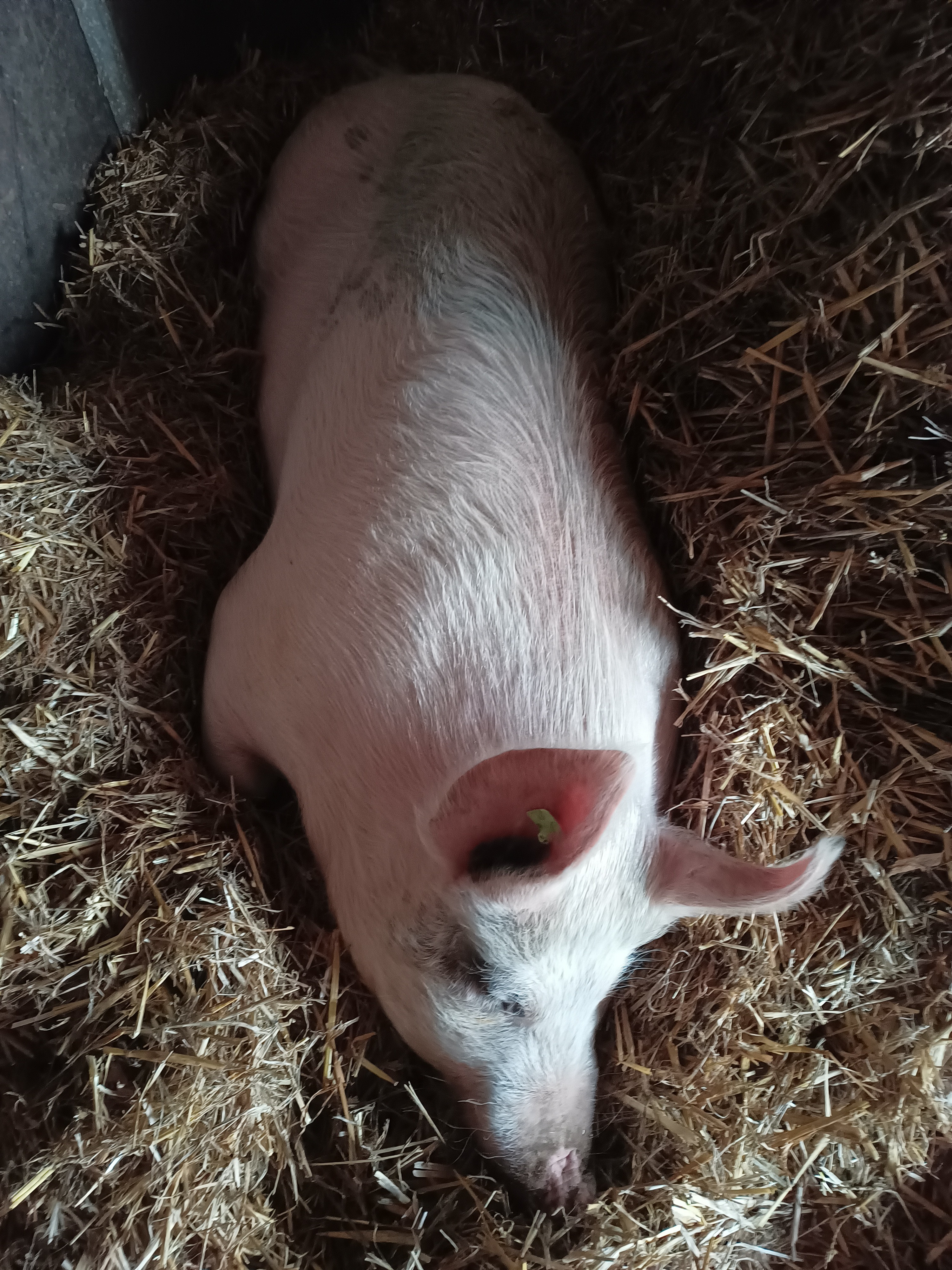 Natürliches Leben für Quini; gerettetes, junges Mastschwein campaign photo, 4 of 8