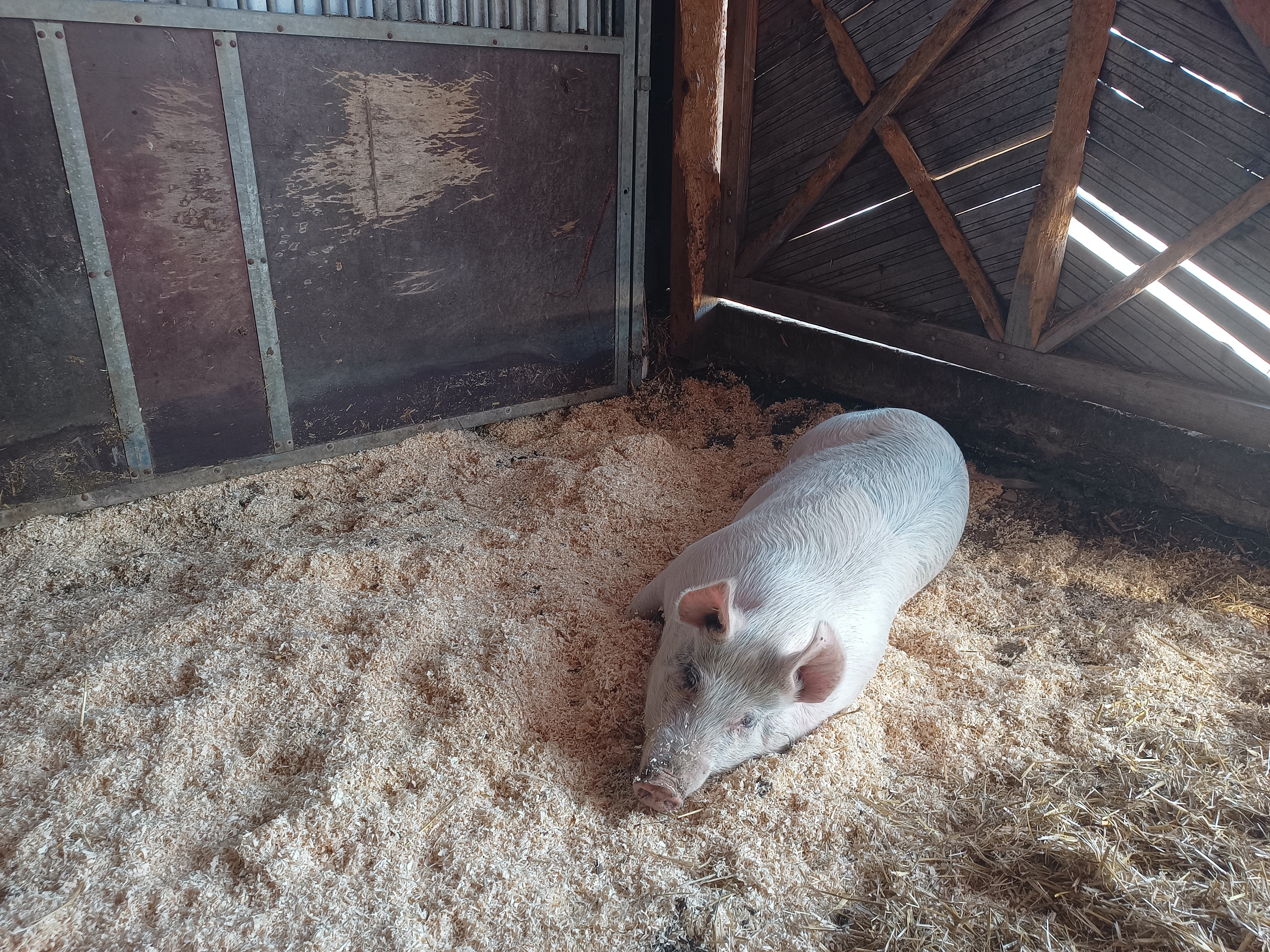 Natürliches Leben für Quini; gerettetes, junges Mastschwein campaign photo, 5 of 8