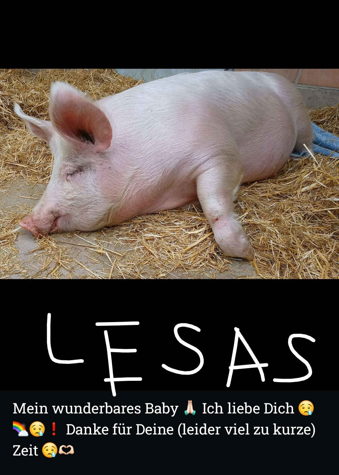 Natürliches Leben für Quini; gerettetes, junges Mastschwein campaign photo, 6 of 8