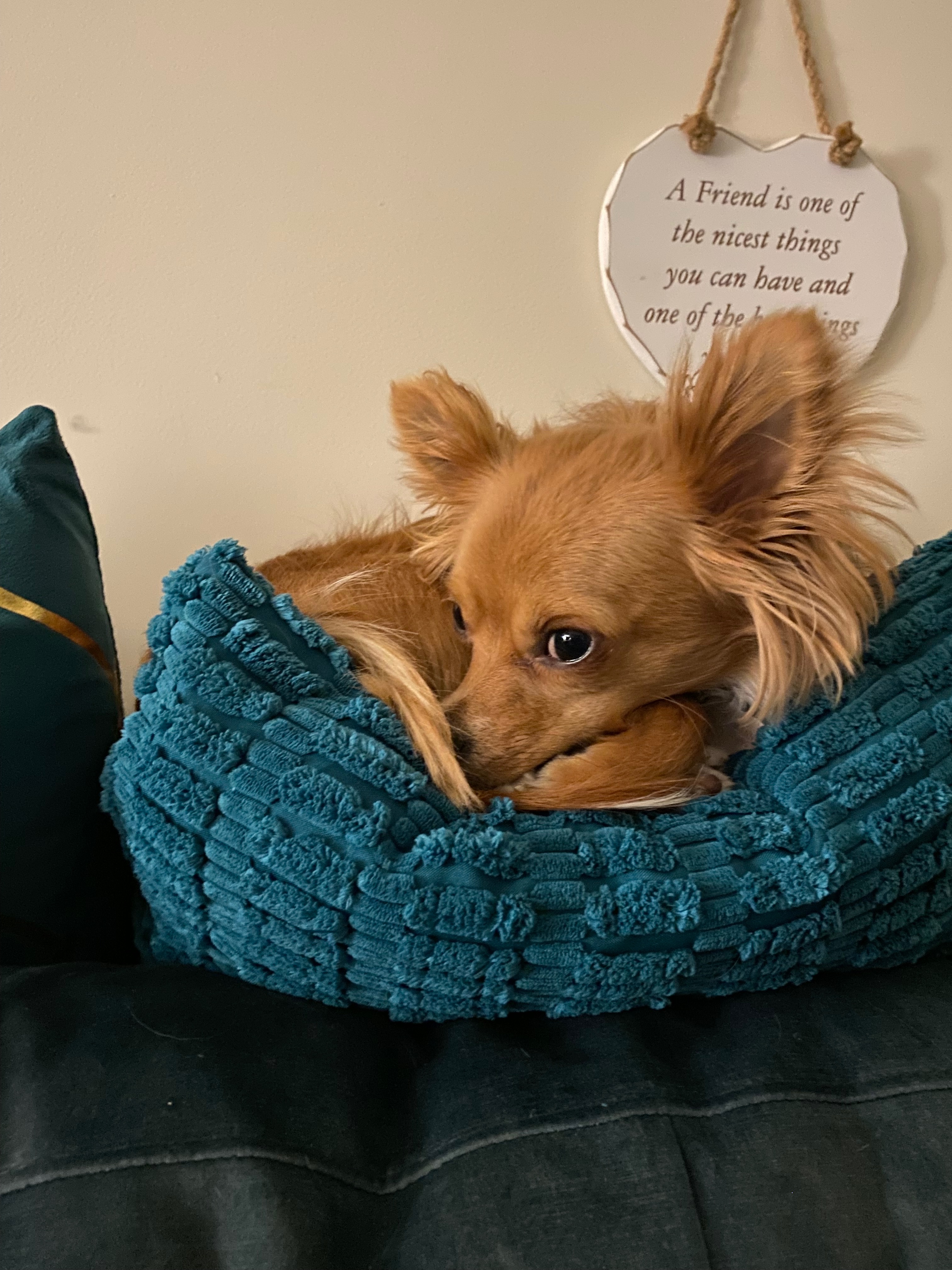 Giving Pixie Pup a Chance to Run & Play Again campaign photo, 2 of 8