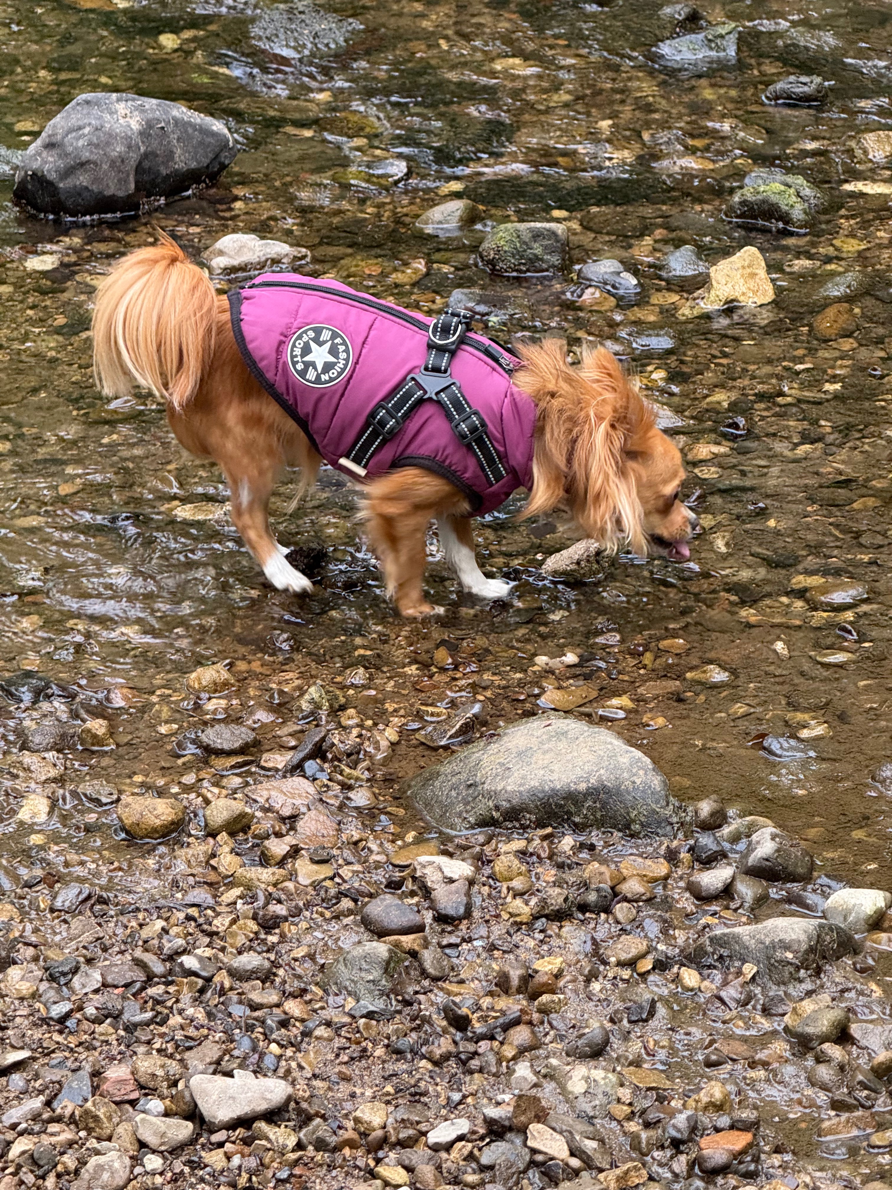 Giving Pixie Pup a Chance to Run & Play Again campaign photo, 4 of 8