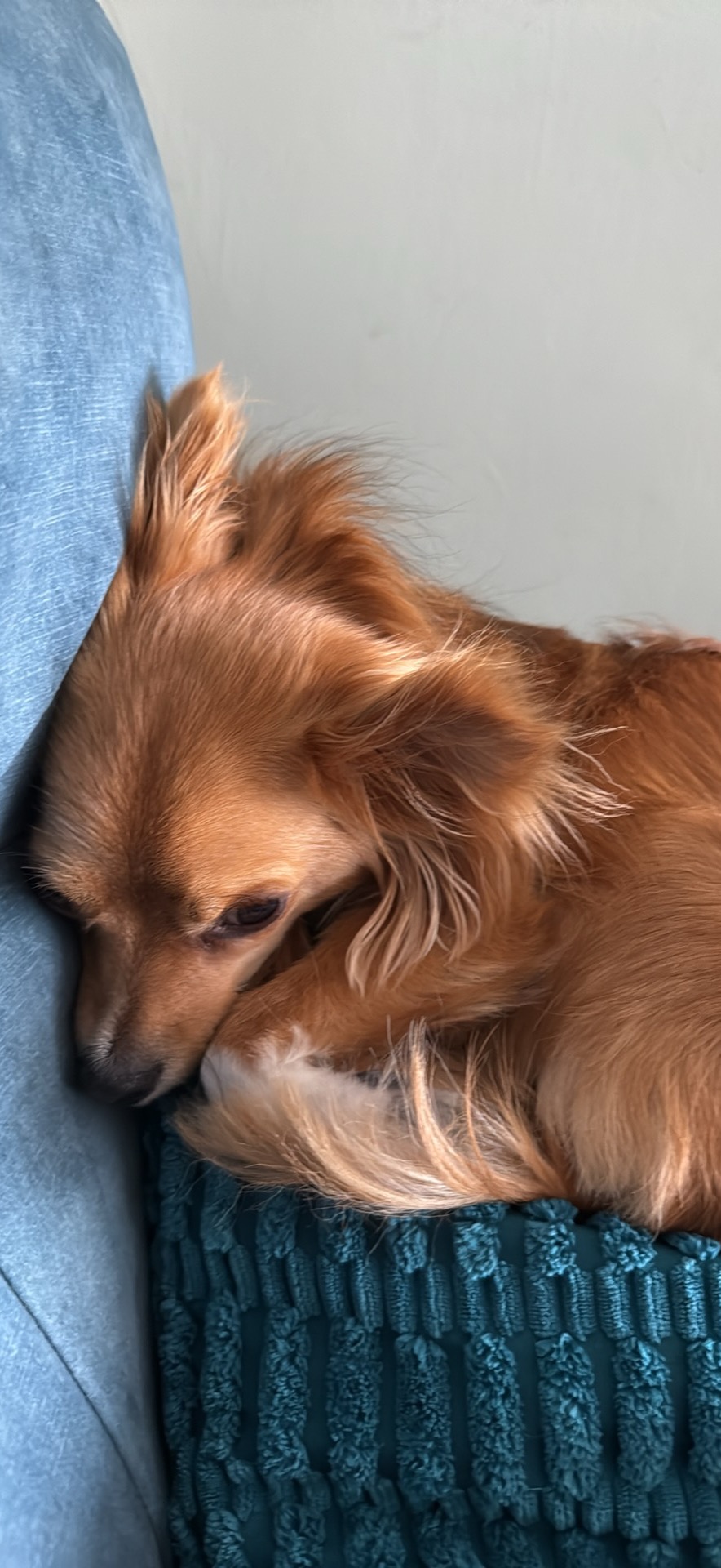 Giving Pixie Pup a Chance to Run & Play Again campaign photo, 6 of 8