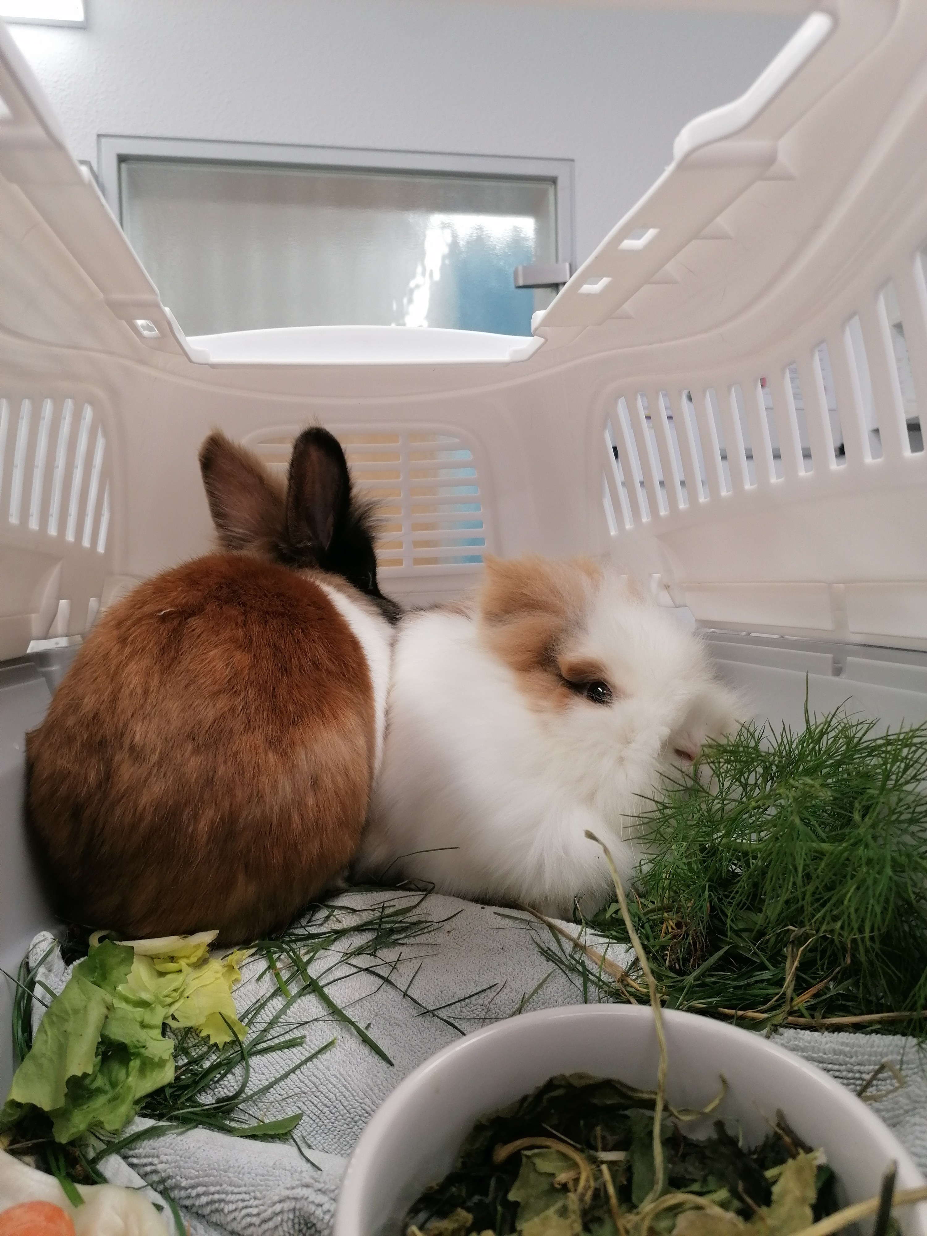 Tierarzt Kasse für Kaninchen aus schlechten Haltungen campaign photo, 4 of 5