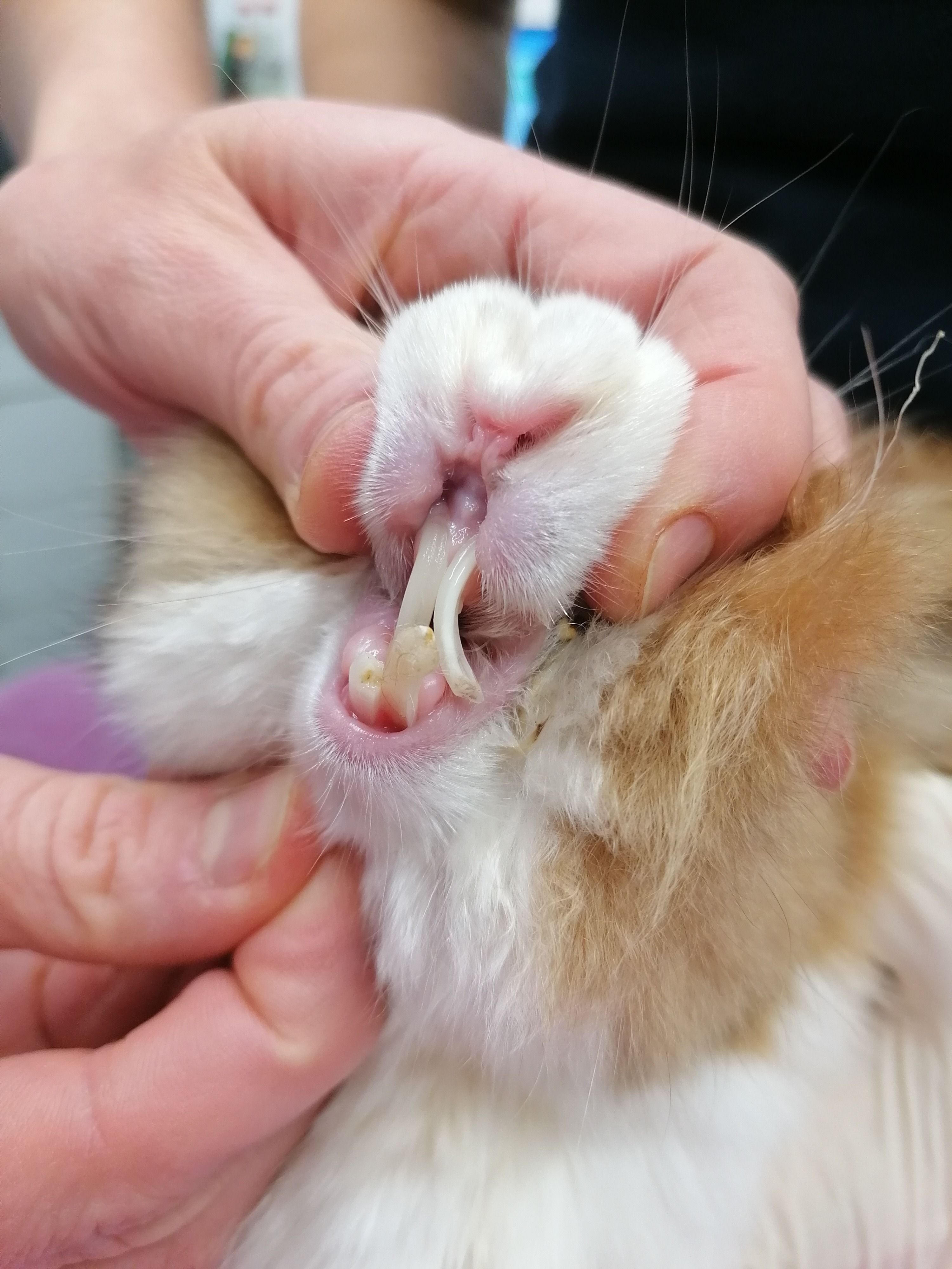 Tierarzt Kasse für Kaninchen aus schlechten Haltungen campaign photo, 2 of 5