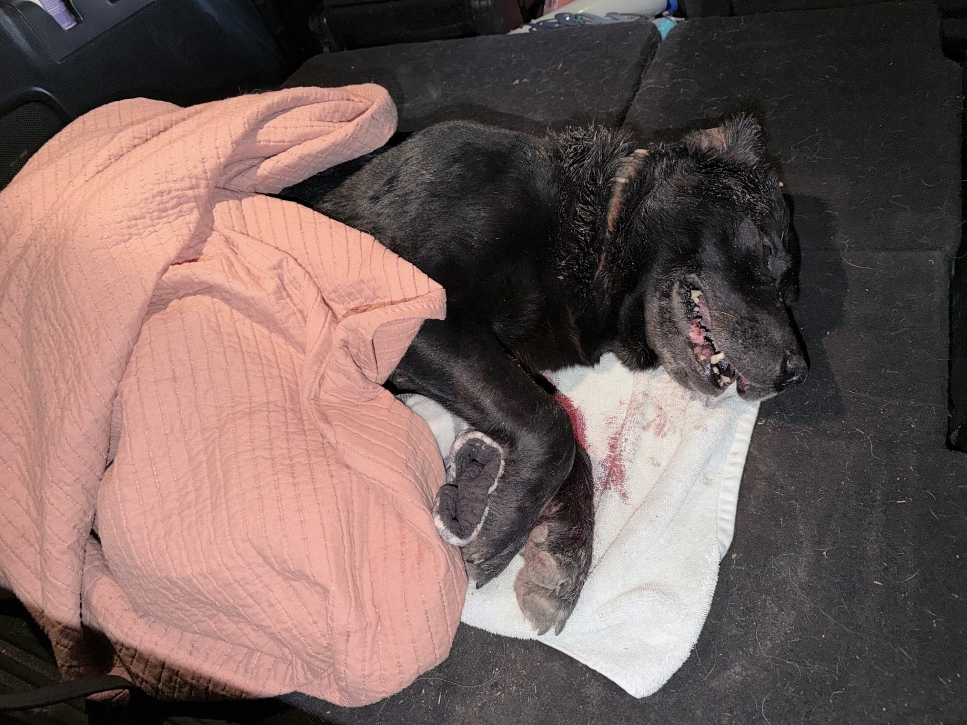 Support Rocky's Life-Saving Veterinary Care campaign photo, 4 of 6