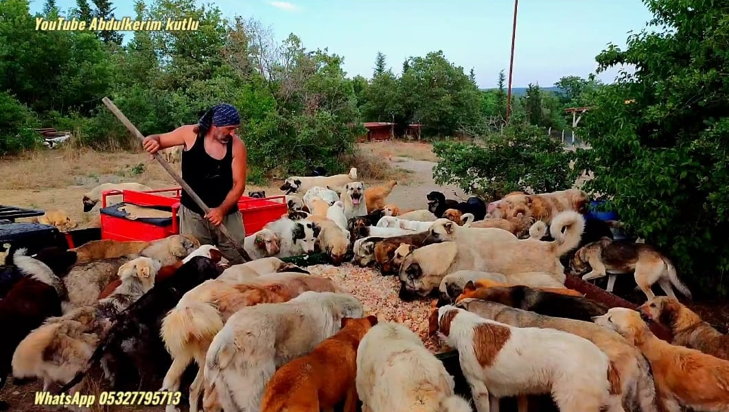 Alparslan yasam dernegi Hunde leben retten photo