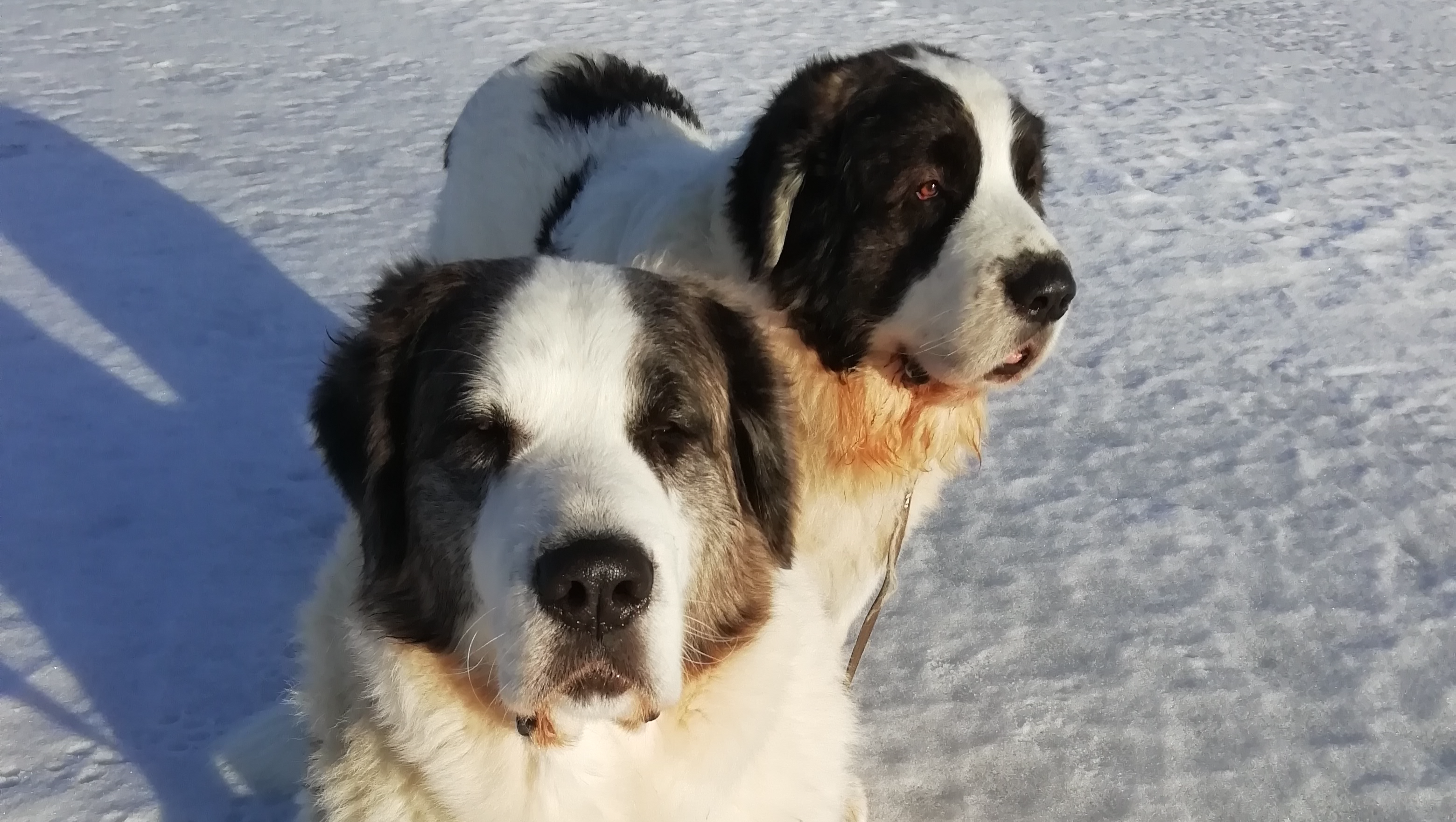 My Senior Dogs’ Veterinary Care pinned link photo