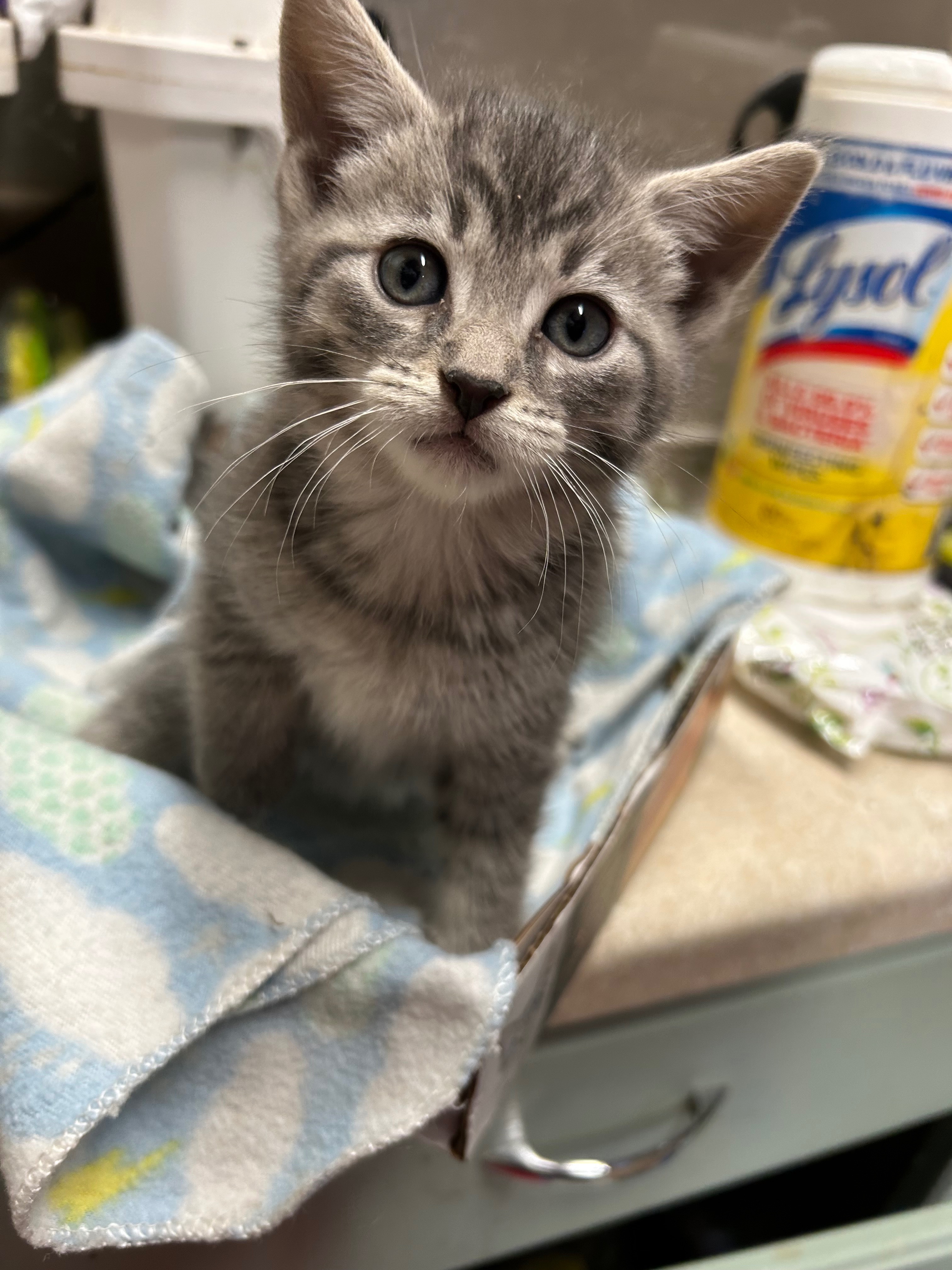 Help with Vet bills for rescued Momma cat campaign photo, 6 of 7