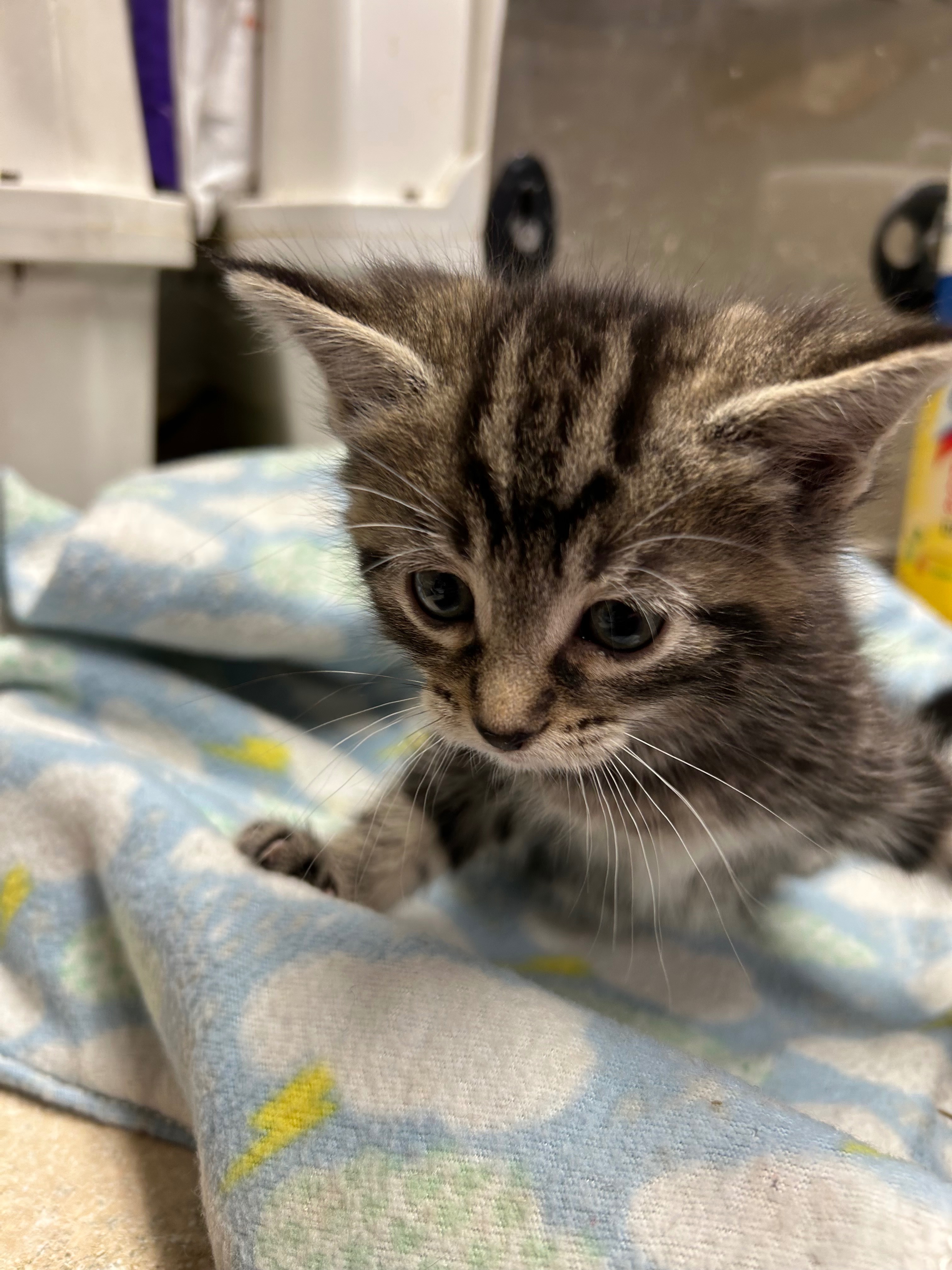 Help with Vet bills for rescued Momma cat campaign photo, 2 of 7