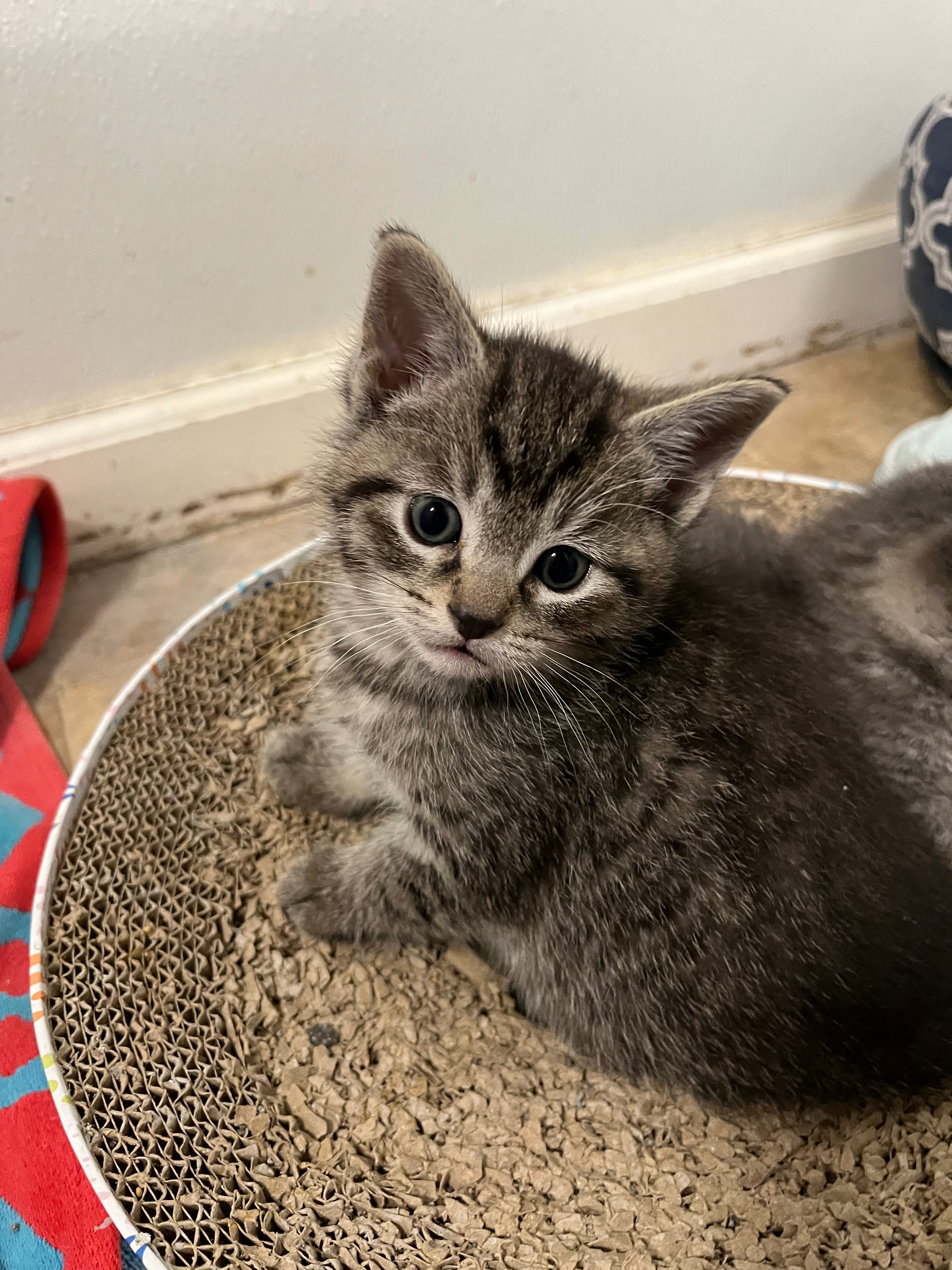 Help with Vet bills for rescued Momma cat campaign photo, 4 of 7