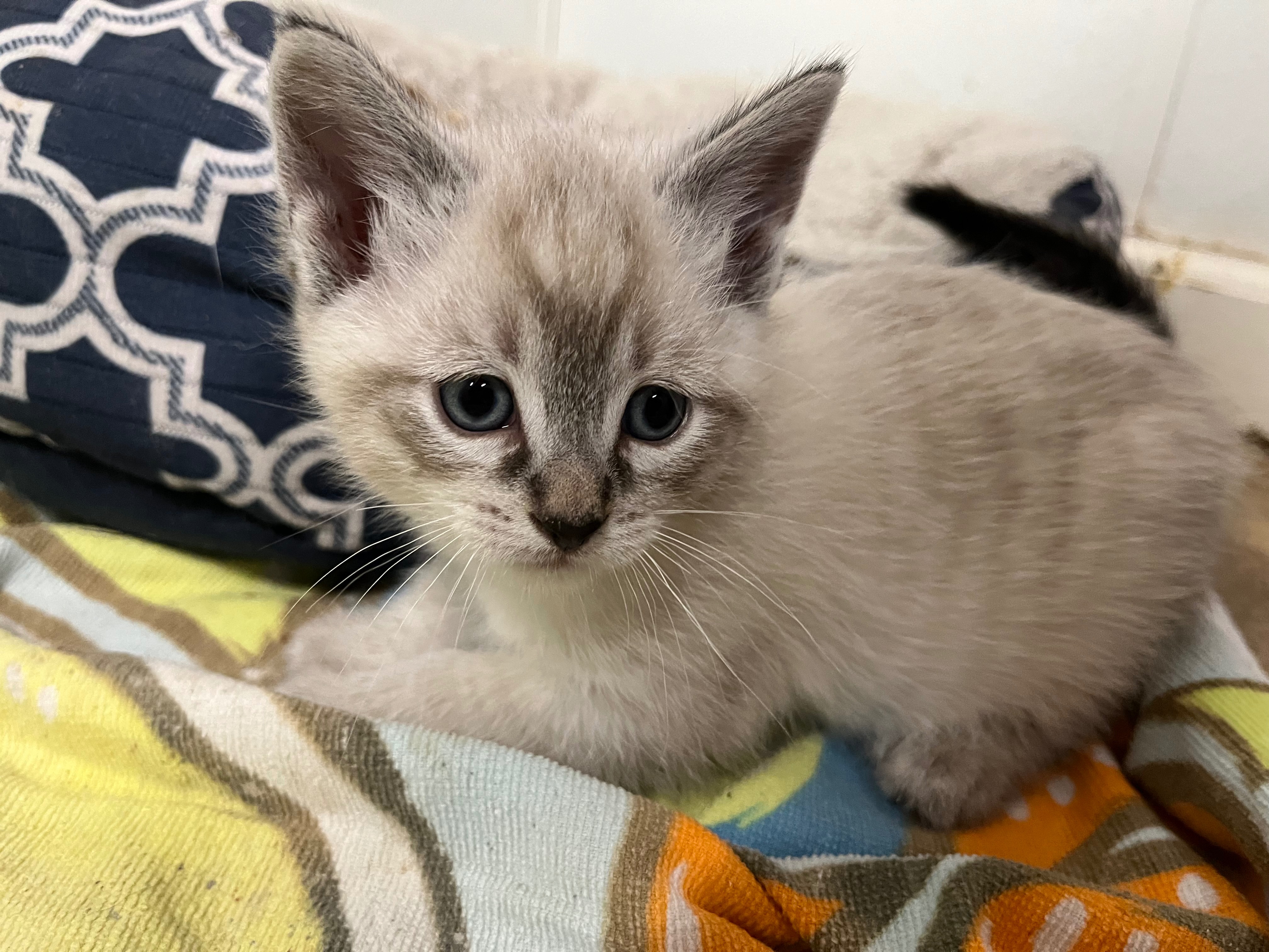 Help with Vet bills for rescued Momma cat campaign photo, 5 of 7