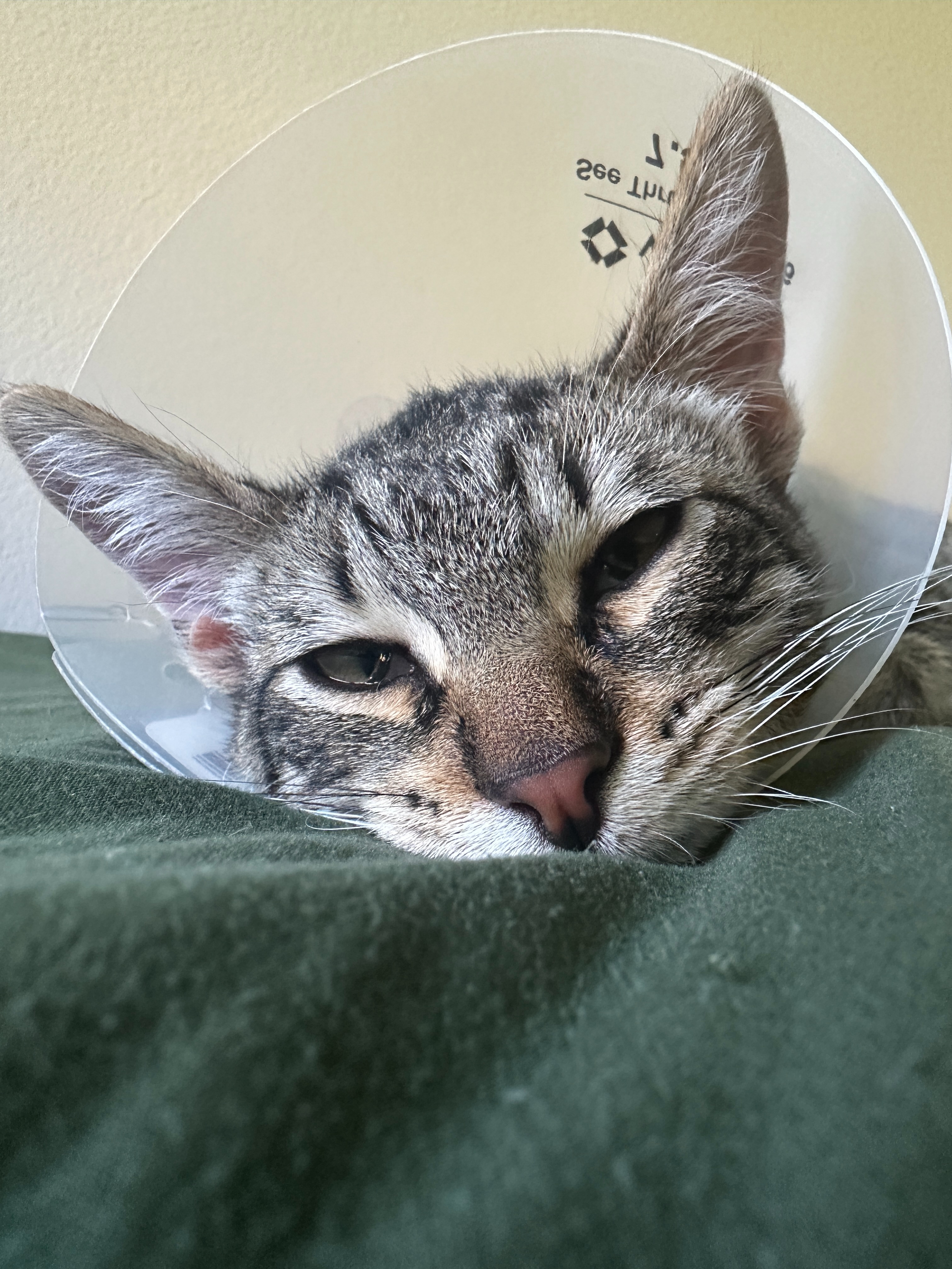 Help Support Tommy's Recovery and Medical Bills campaign photo, 4 of 8