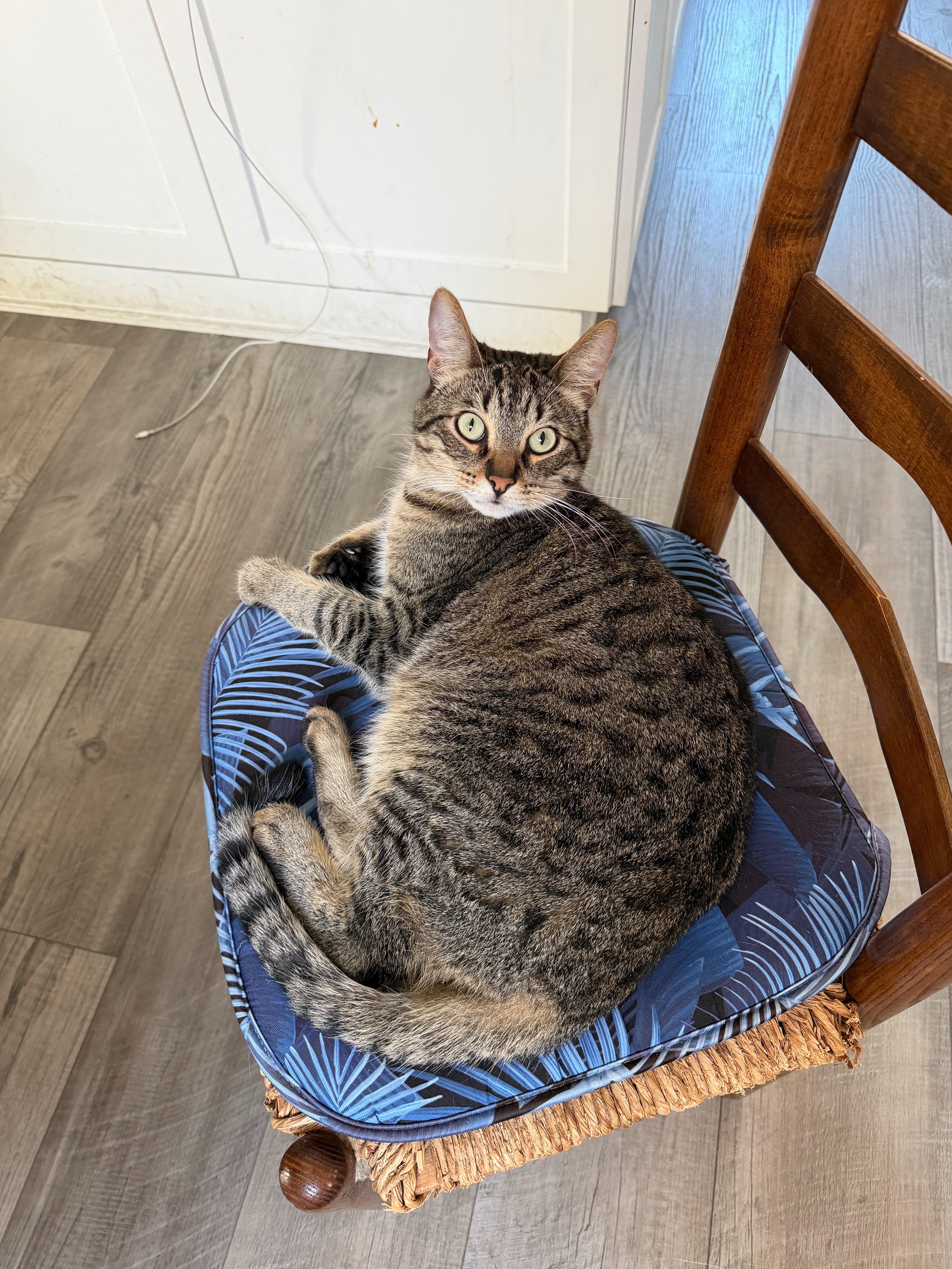 Help Support Tommy's Recovery and Medical Bills campaign photo, 6 of 8