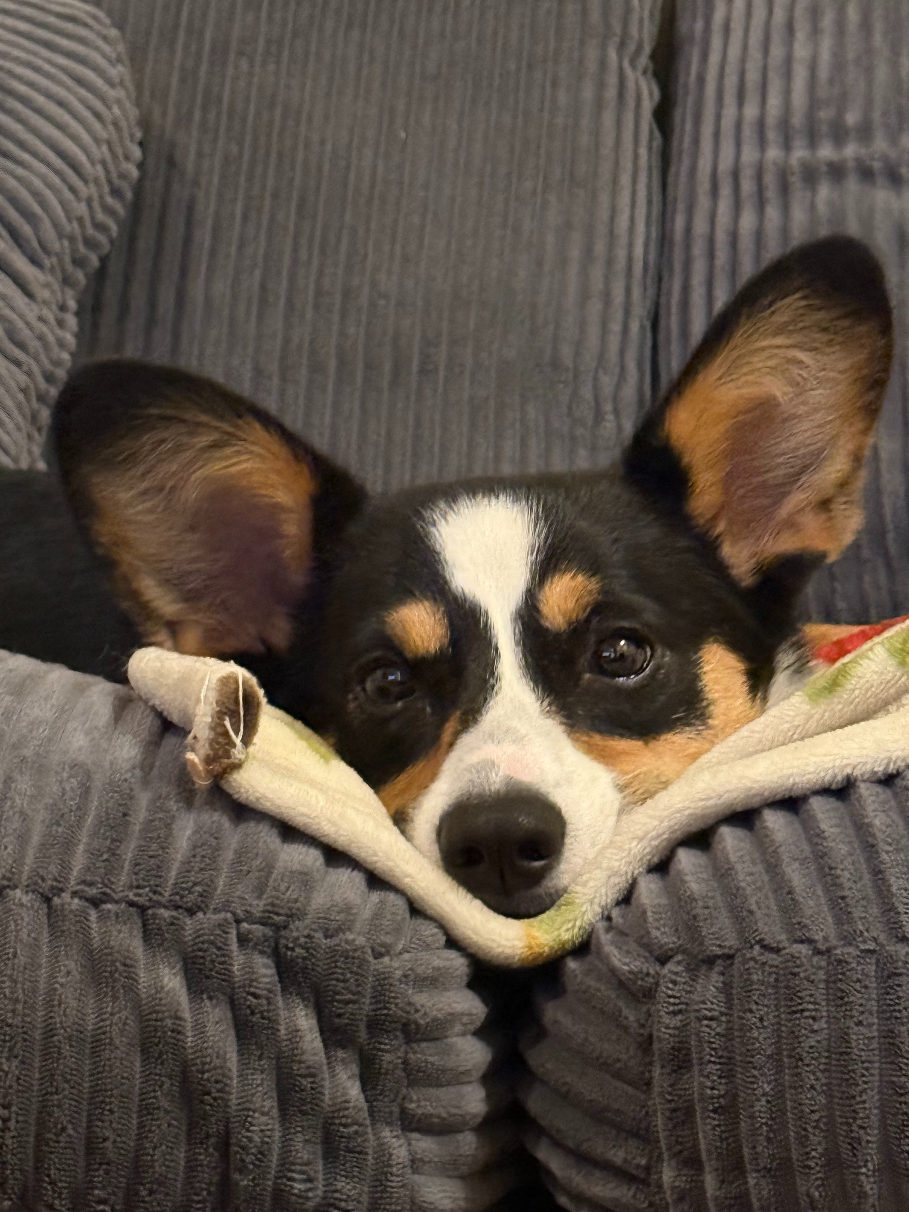 Support Pancake’s Surgery and Recovery campaign photo, 5 of 8