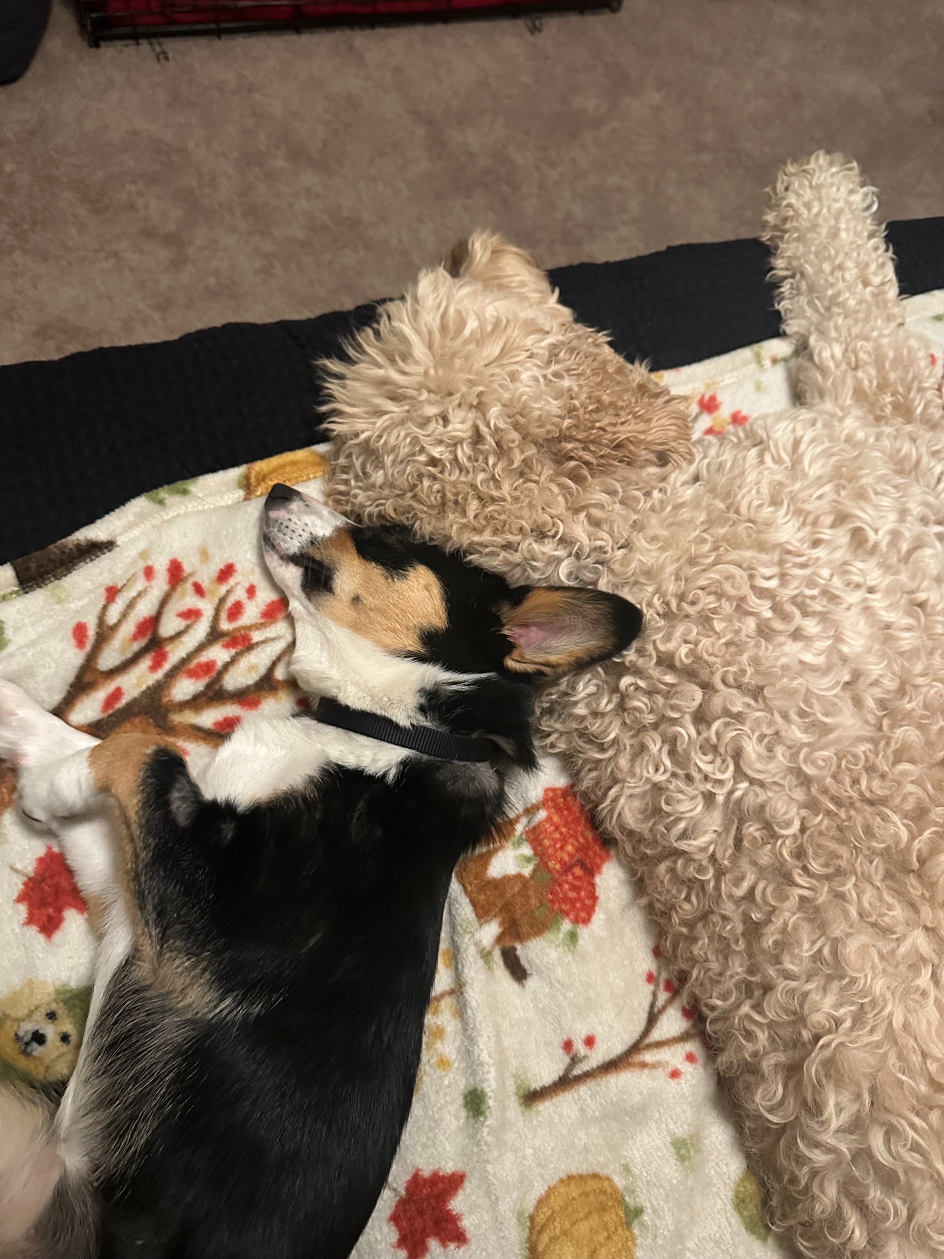 Support Pancake’s Surgery and Recovery campaign photo, 4 of 8