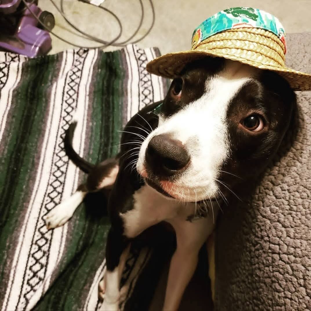 Help Saki, My Service Dog, Get Urgent Surgery campaign photo, 2 of 8