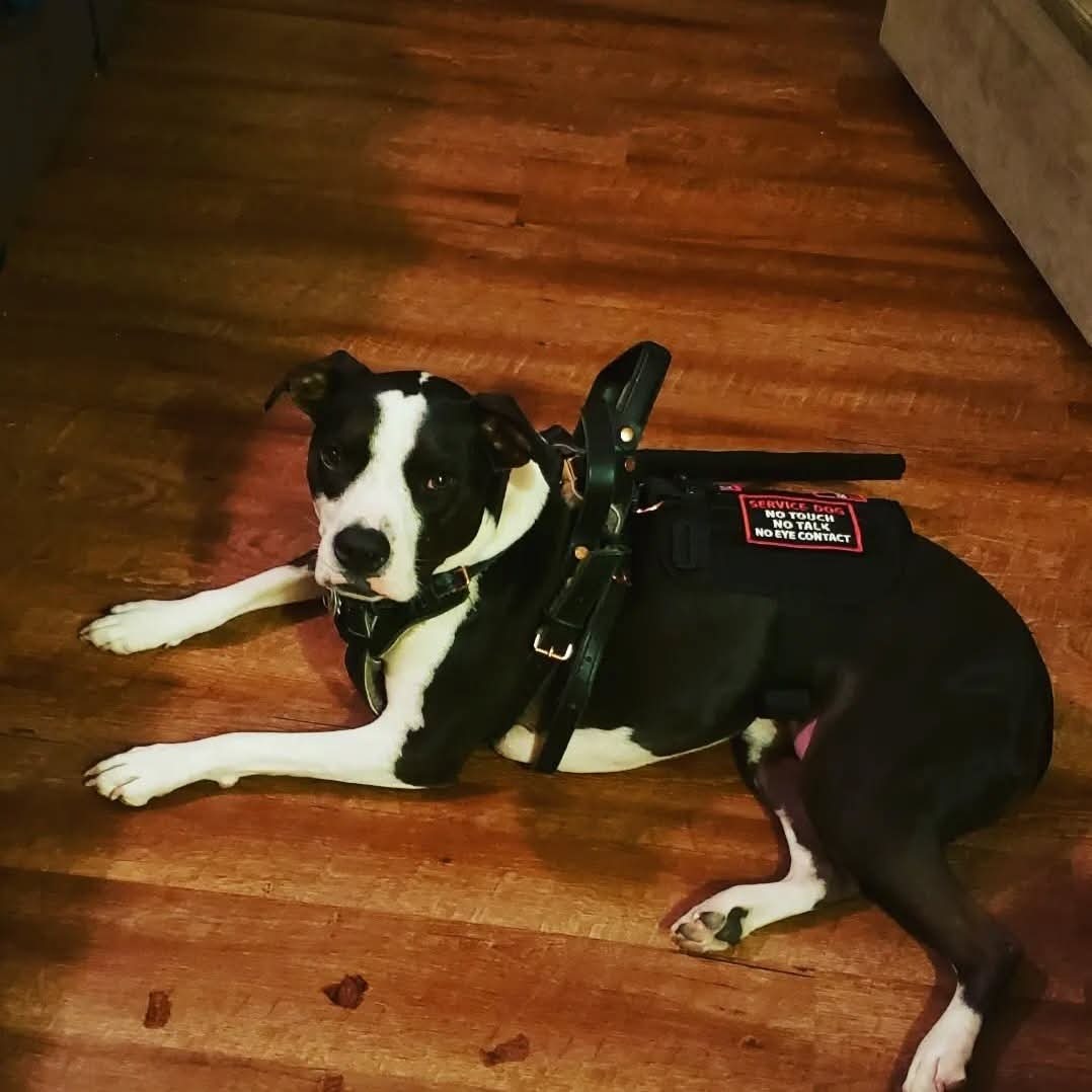 Help Saki, My Service Dog, Get Urgent Surgery campaign photo, 7 of 8