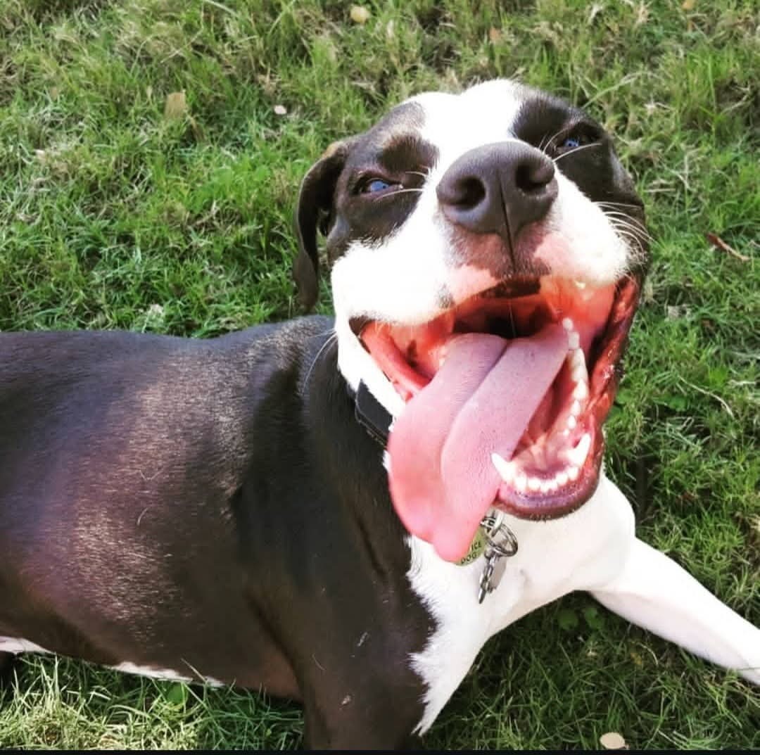 Help Saki, My Service Dog, Get Urgent Surgery campaign photo, 4 of 8