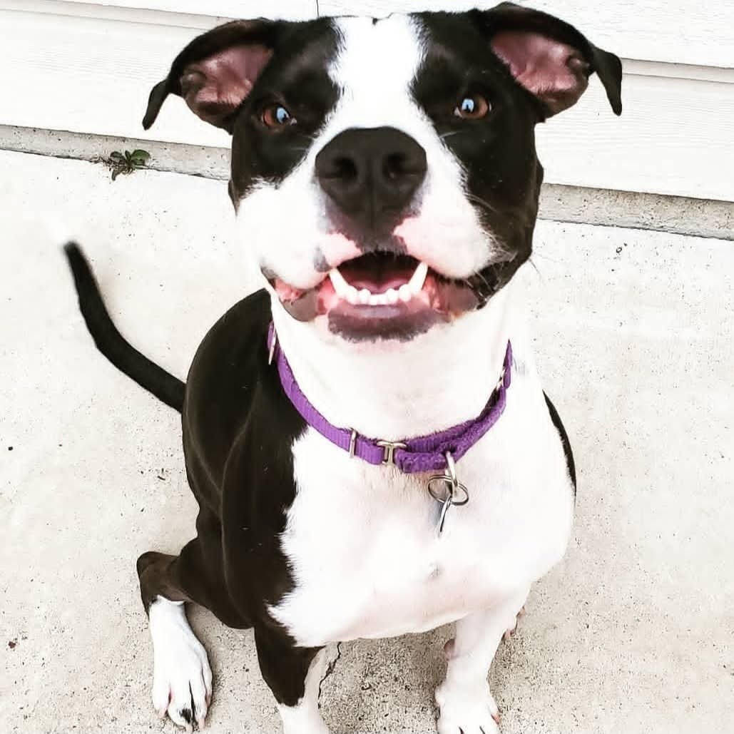 Help Saki, My Service Dog, Get Urgent Surgery campaign photo, 5 of 8
