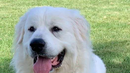 Please Help Me Save My Best Friend's Heart photo