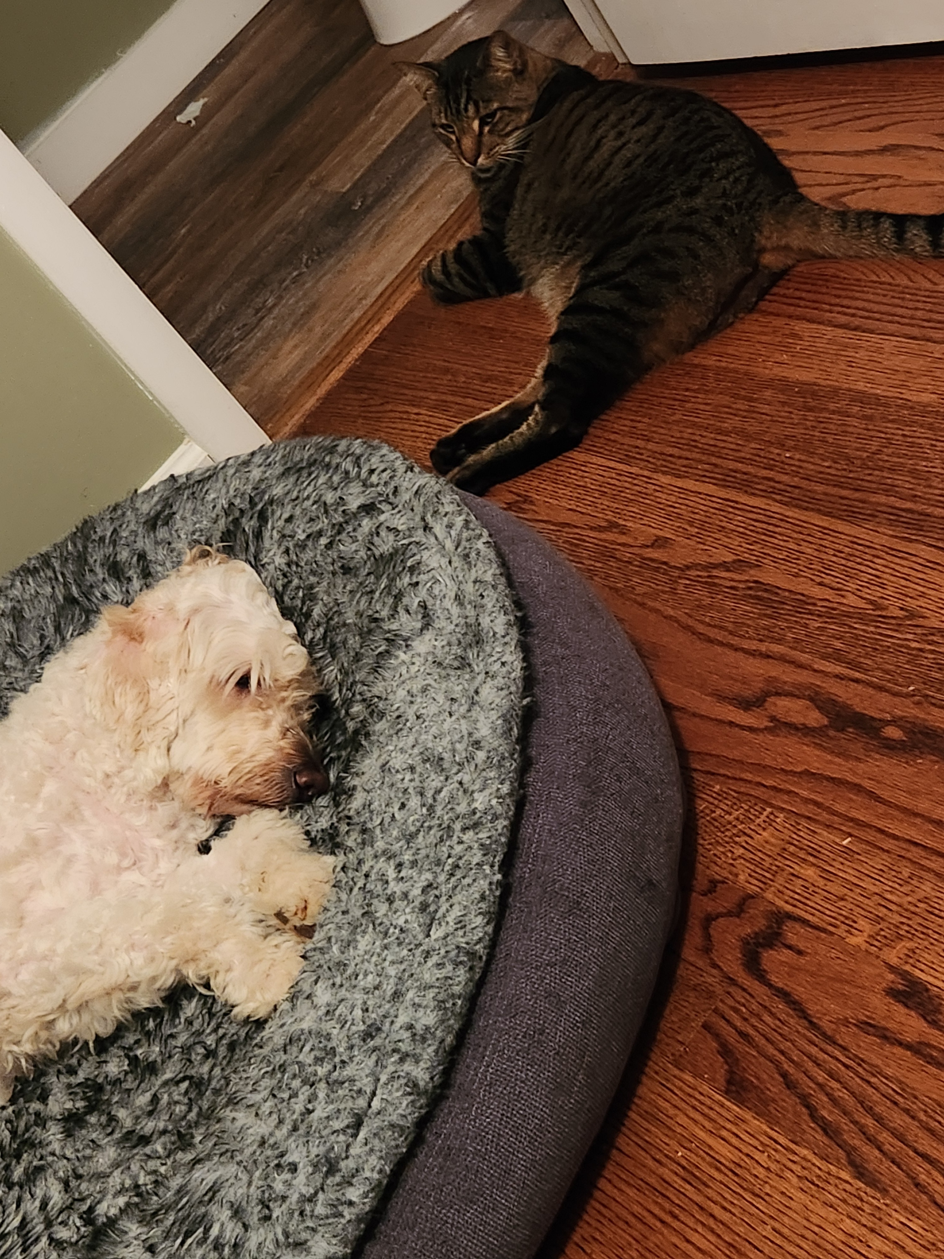 Let's help Kaia and her cat Fudge get back on their feet campaign photo, 6 of 8