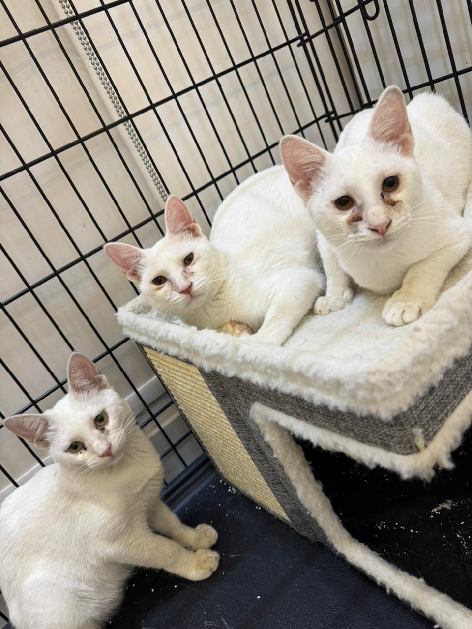 Foster Support for Three Rescued Cats campaign photo, 2 of 7