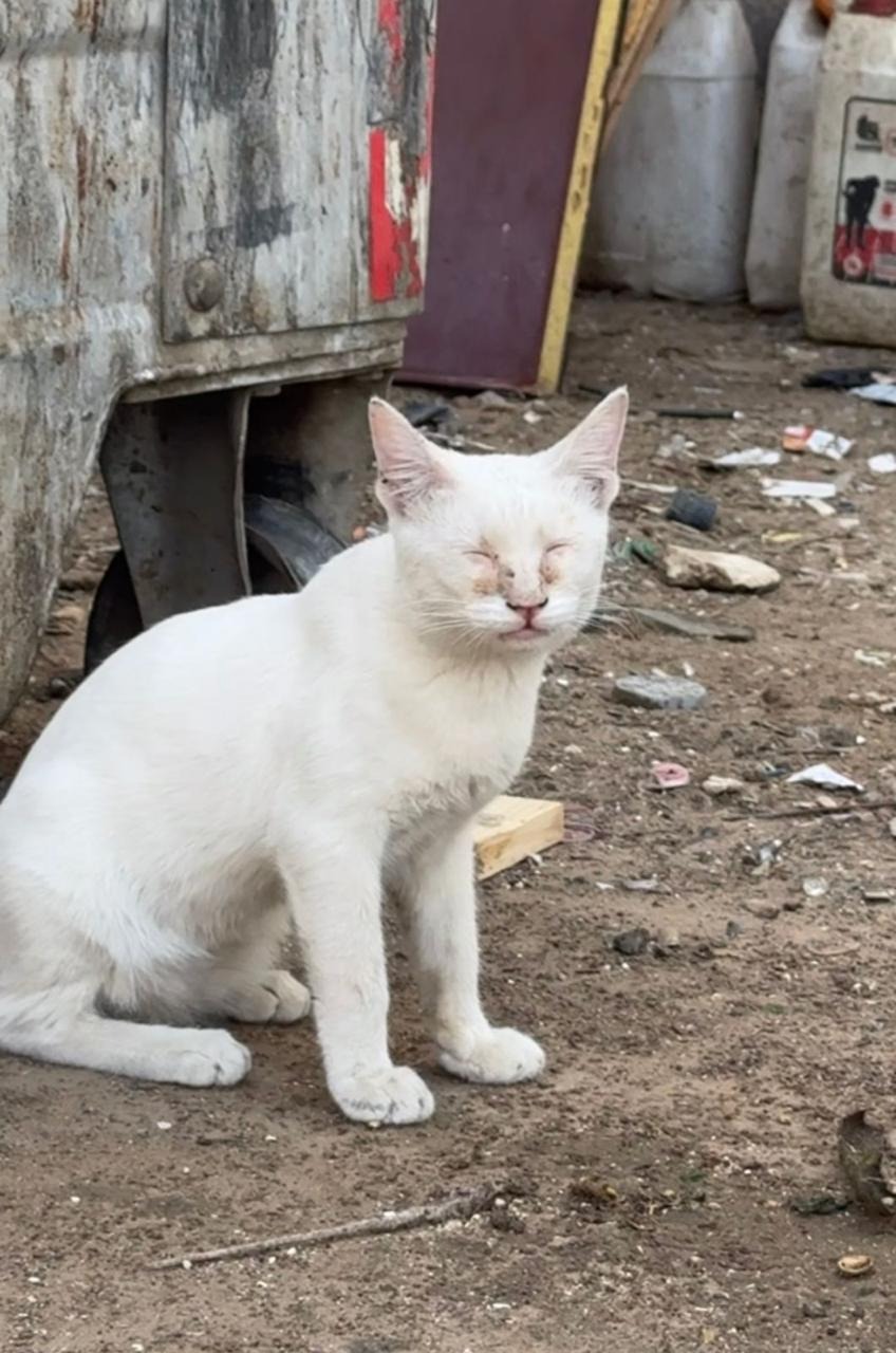 Foster Support for Three Rescued Cats campaign photo, 4 of 7