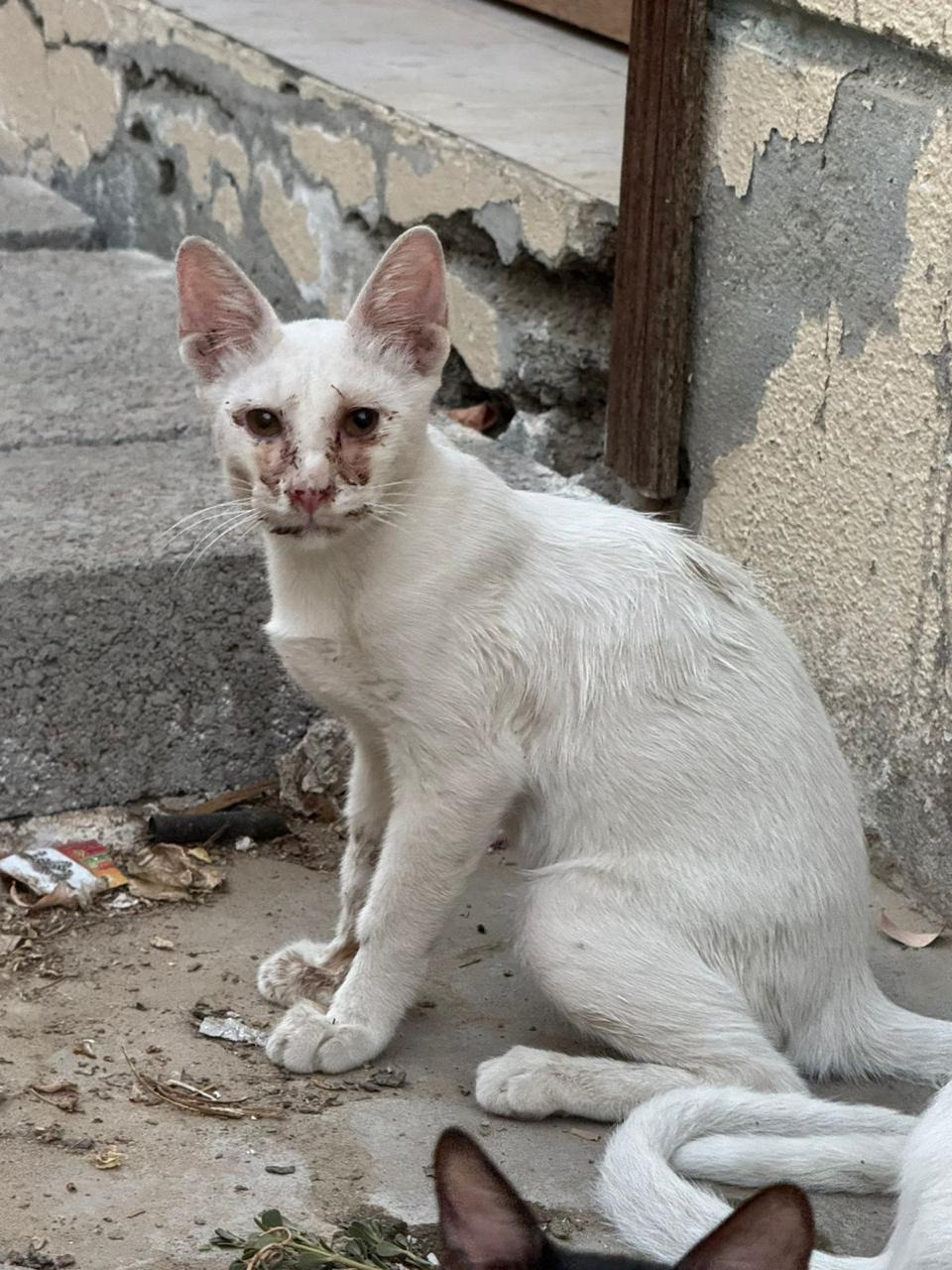 Foster Support for Three Rescued Cats campaign photo, 5 of 7