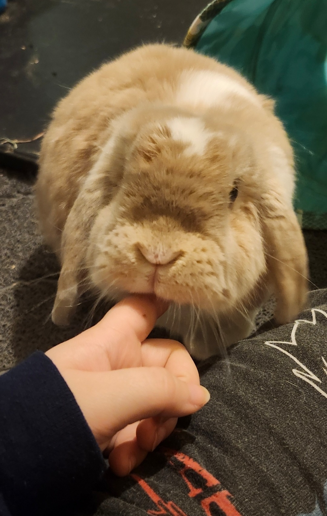 Support Pumpkin's Journey to Health from Vestibular Disease campaign photo, 5 of 6