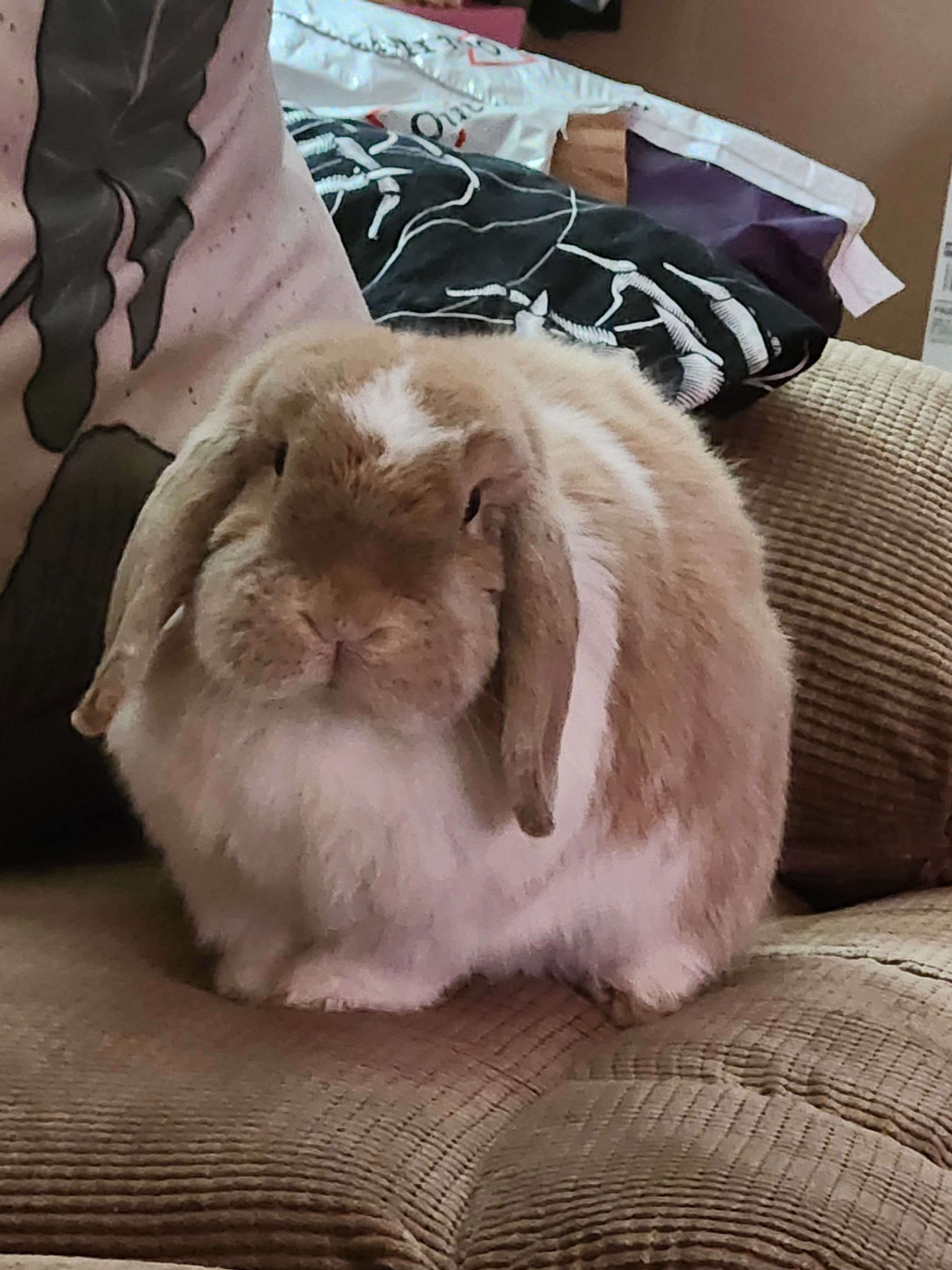 Support Pumpkin's Journey to Health from Vestibular Disease campaign photo, 2 of 6